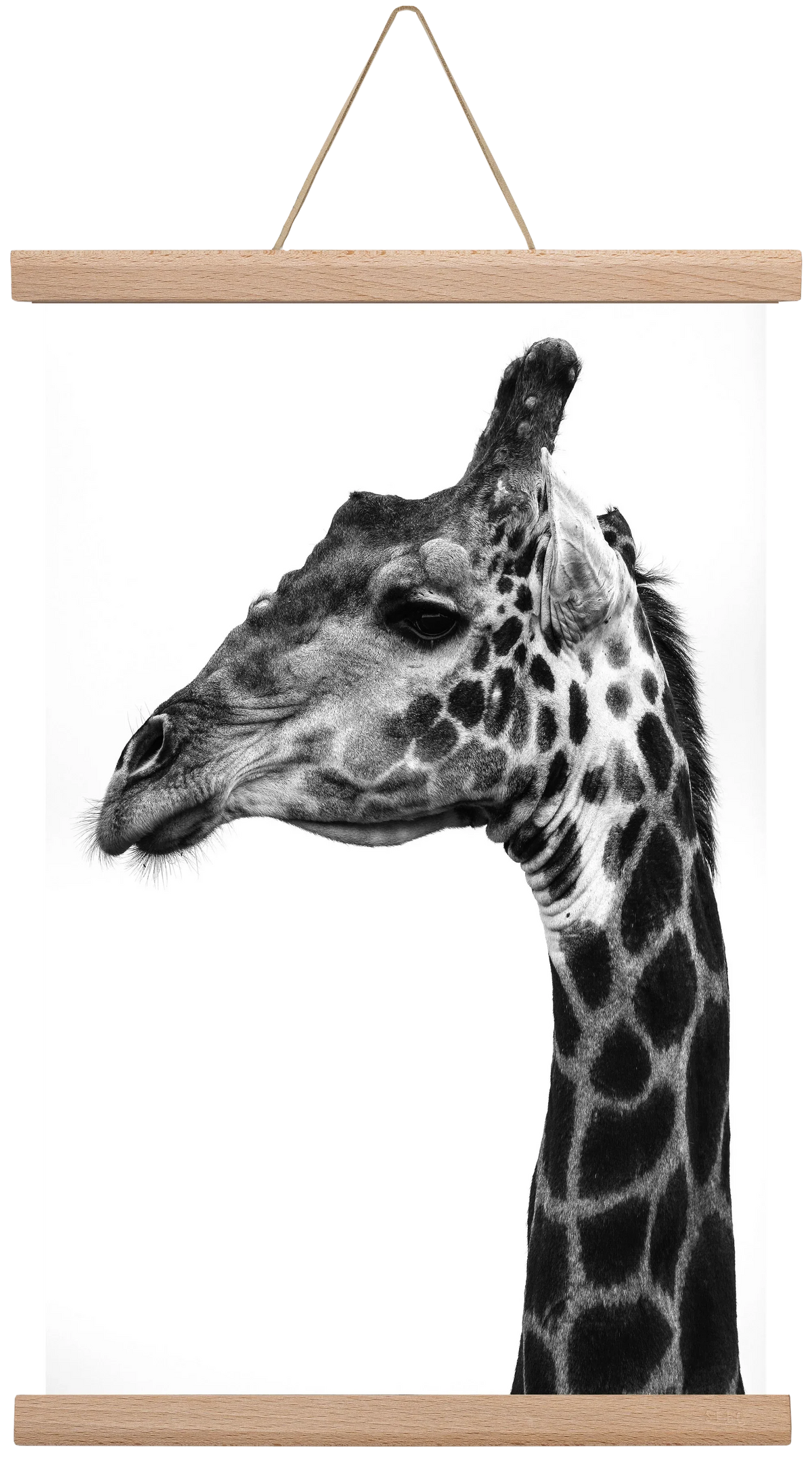 Super safari - artbridge