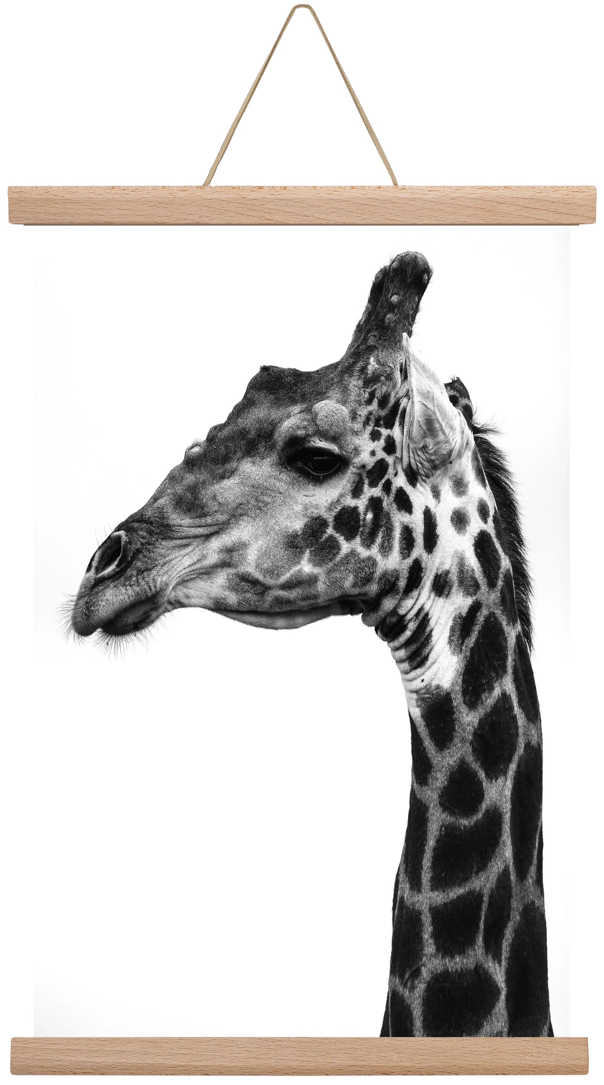 Super safari - artbridge