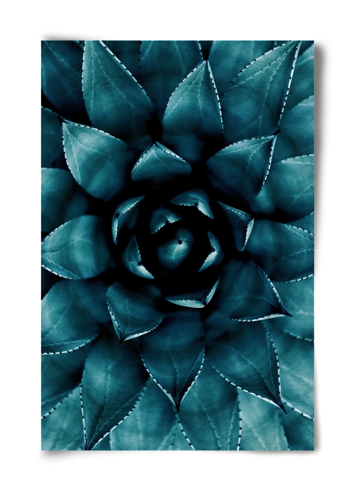 Cactus No. 9 - artbridge