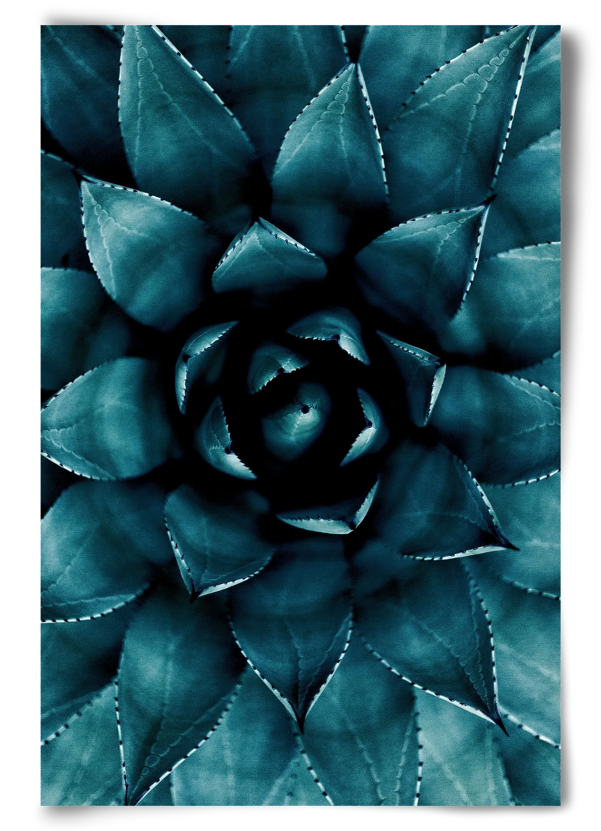 Cactus No. 9 - artbridge
