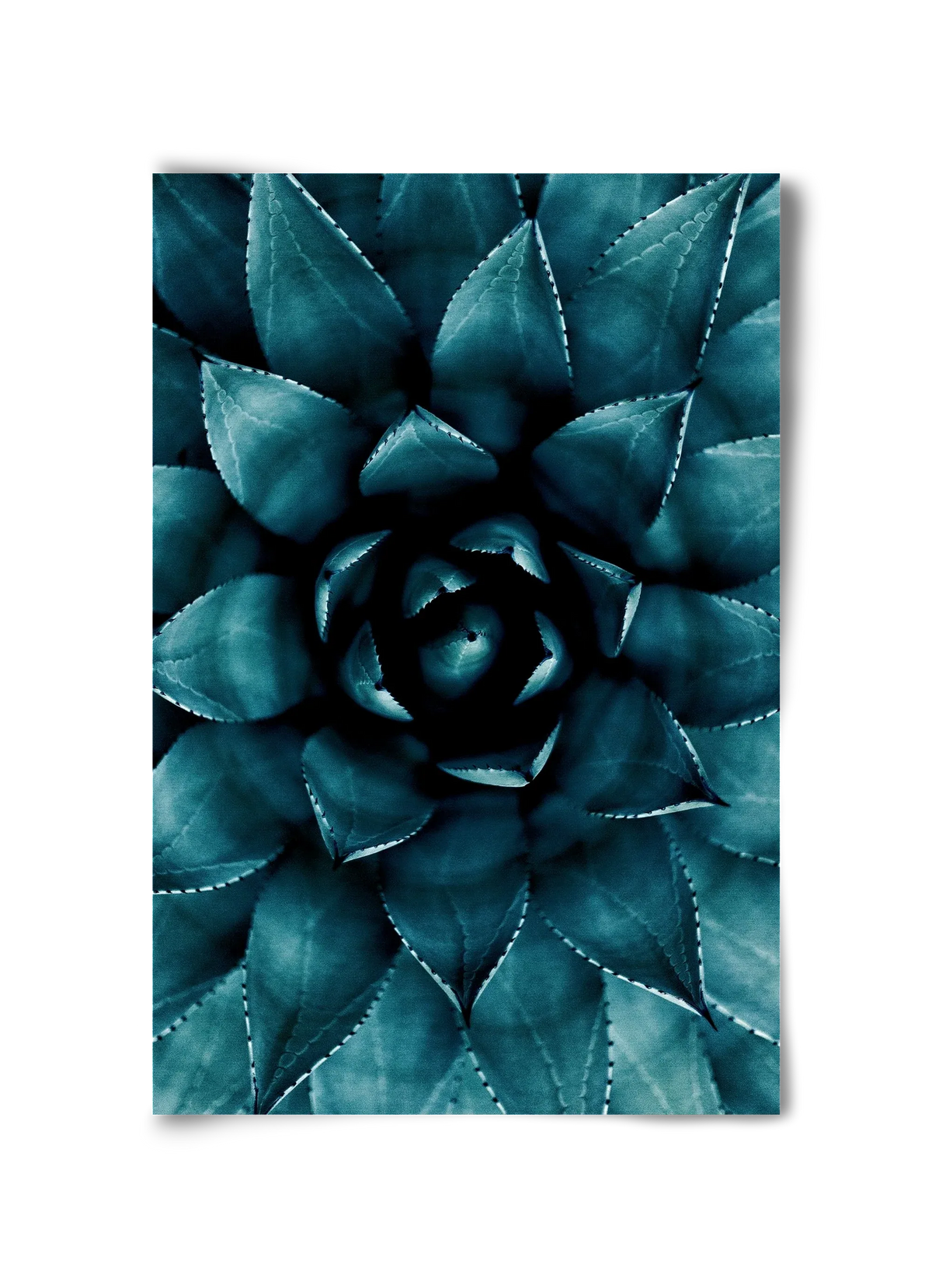Cactus No. 9 - artbridge