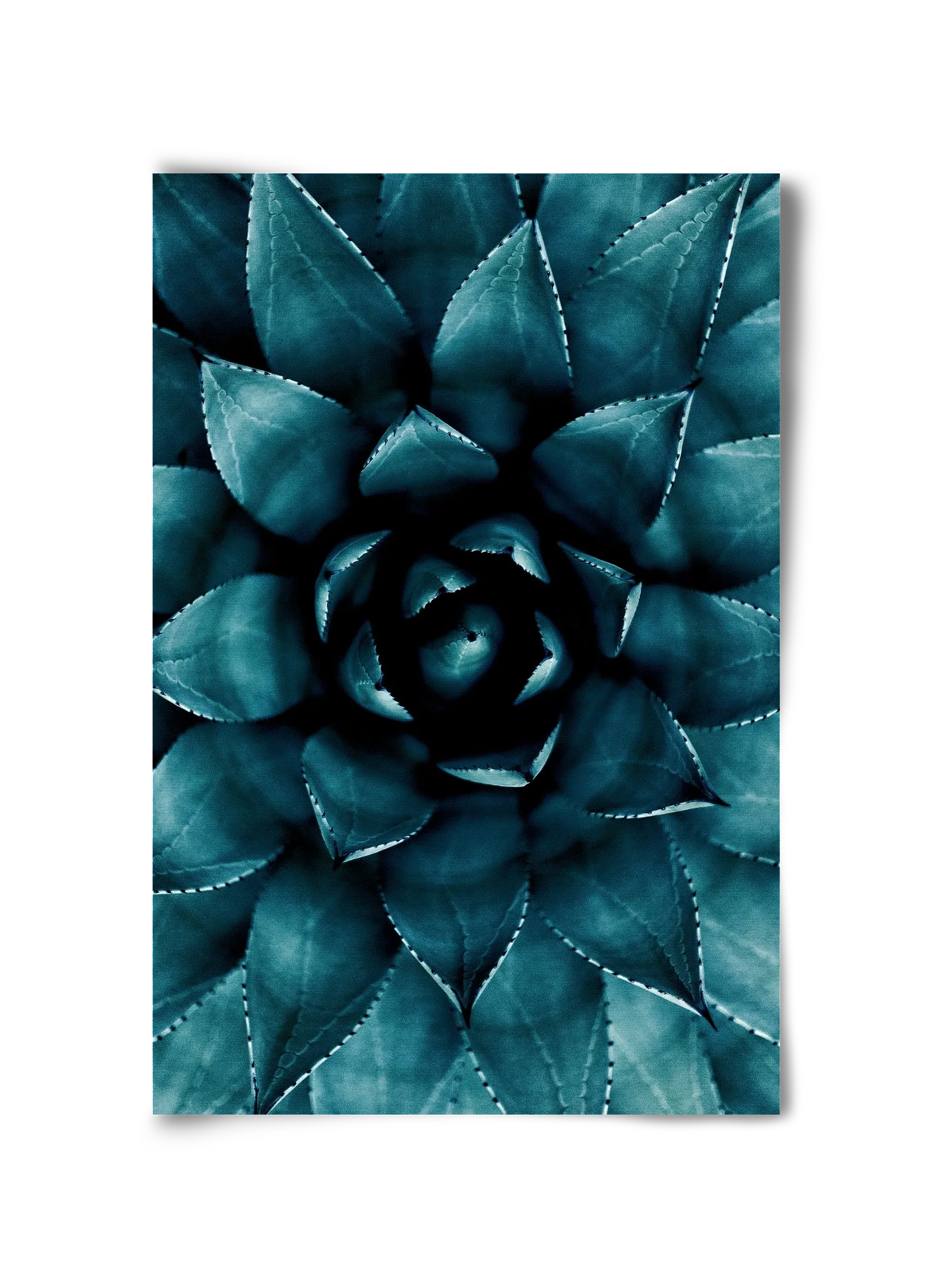 Cactus No. 9 - artbridge