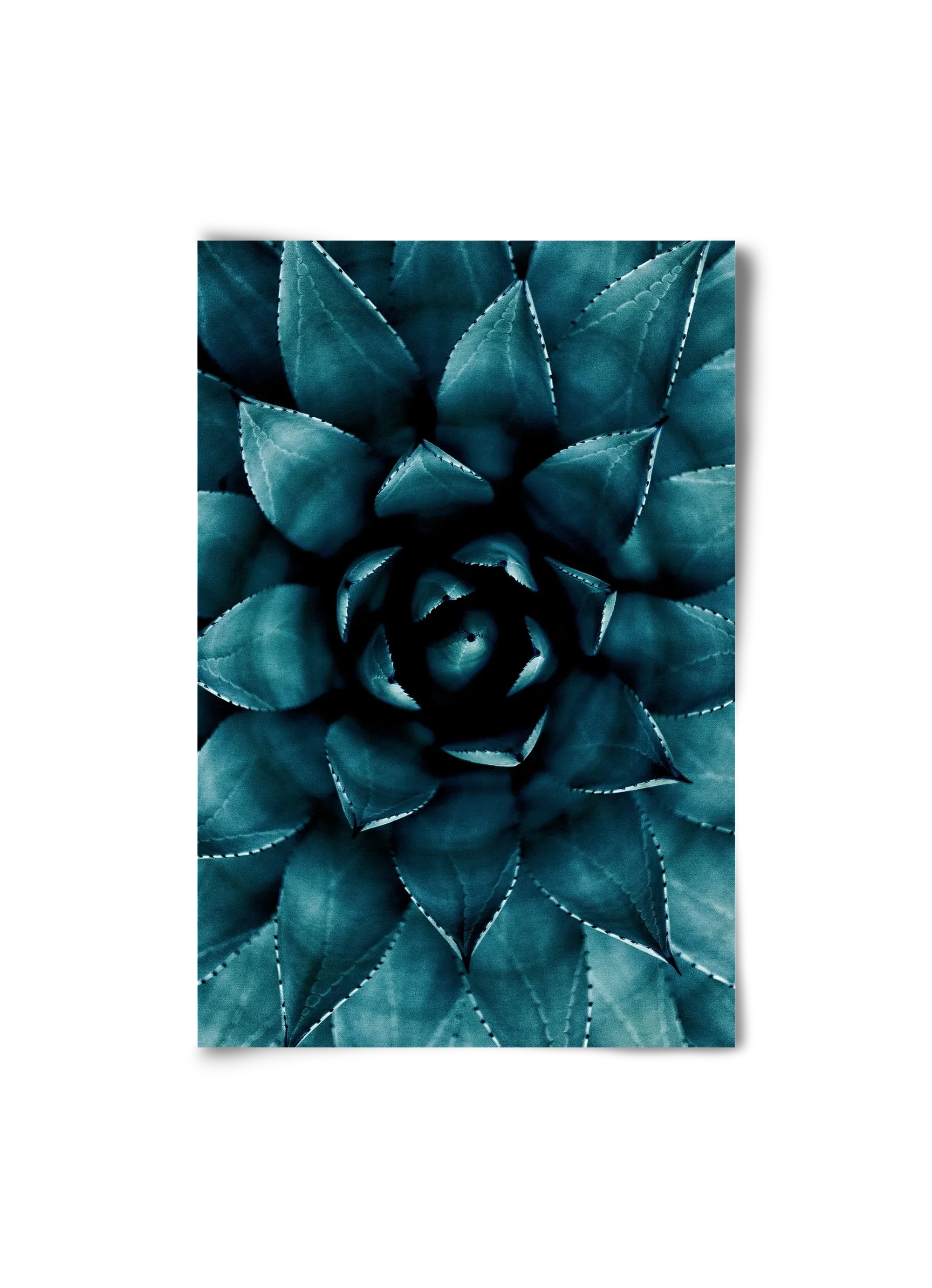Cactus No. 9 - artbridge