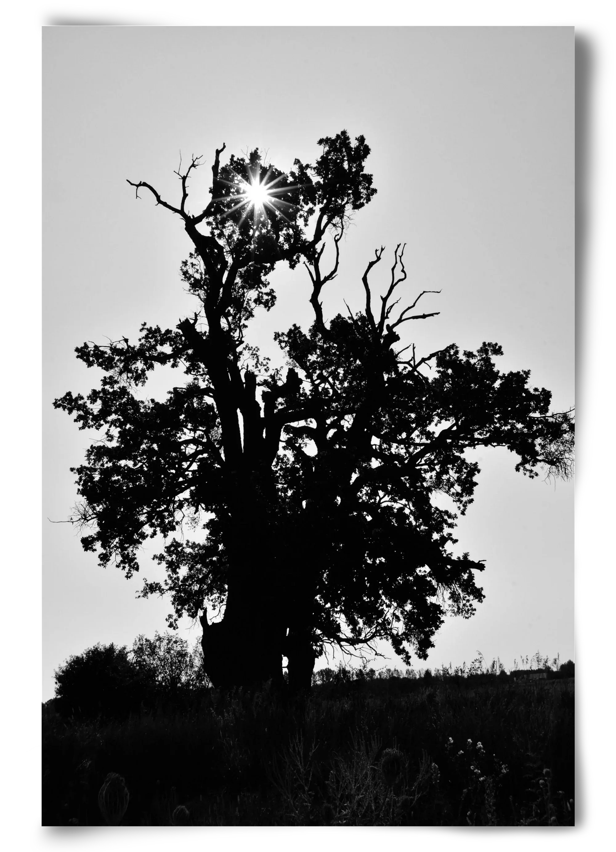 The Oak - artbridge