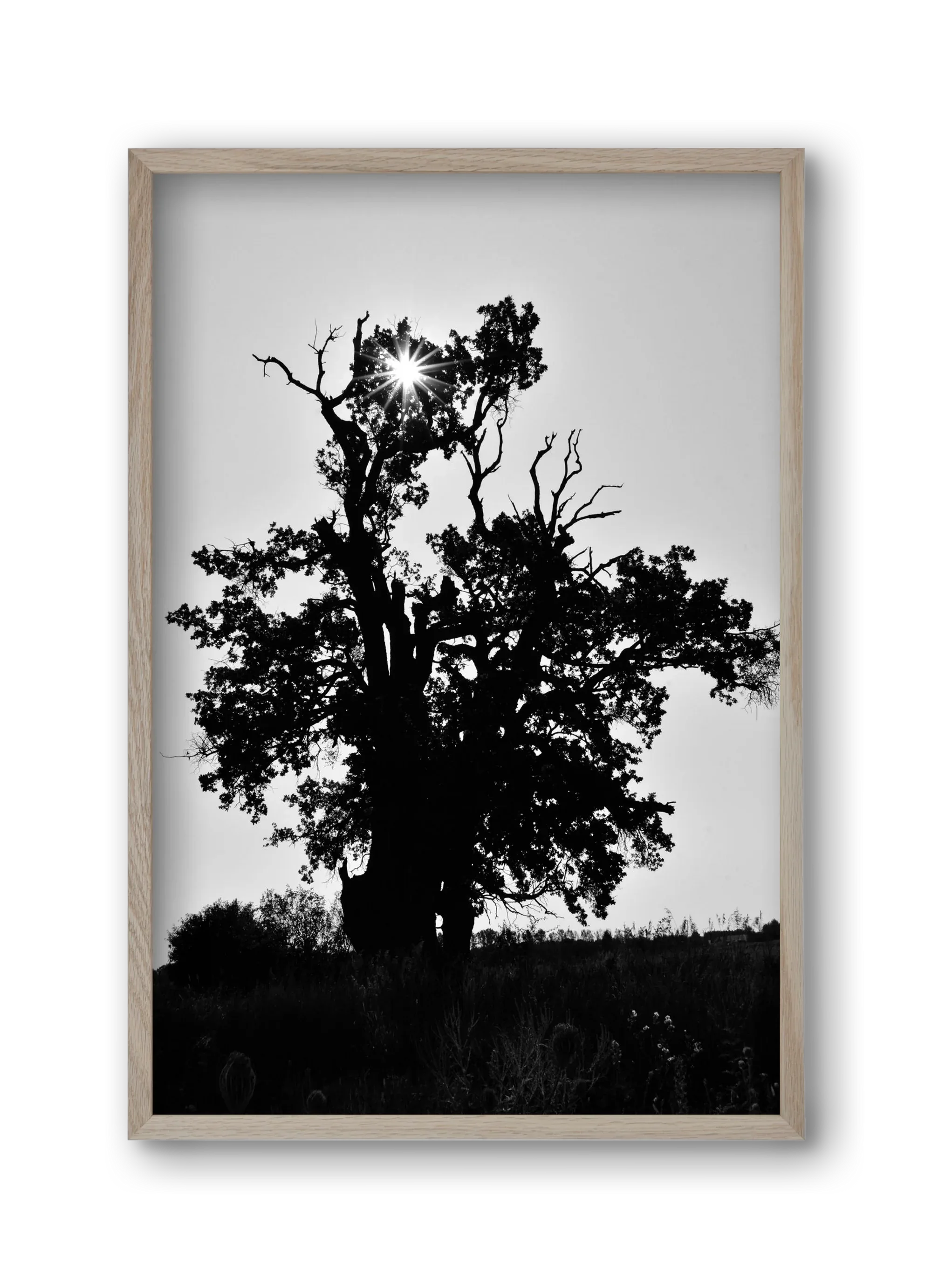 The Oak - artbridge