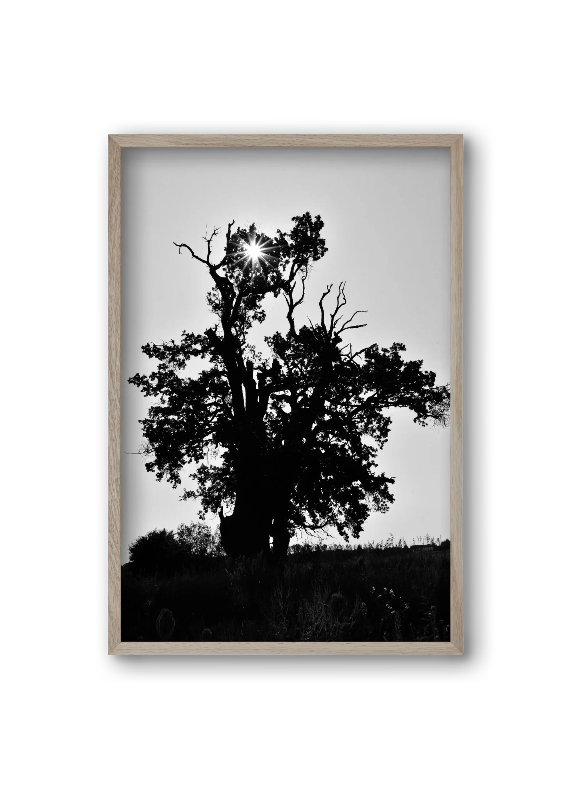 The Oak - artbridge