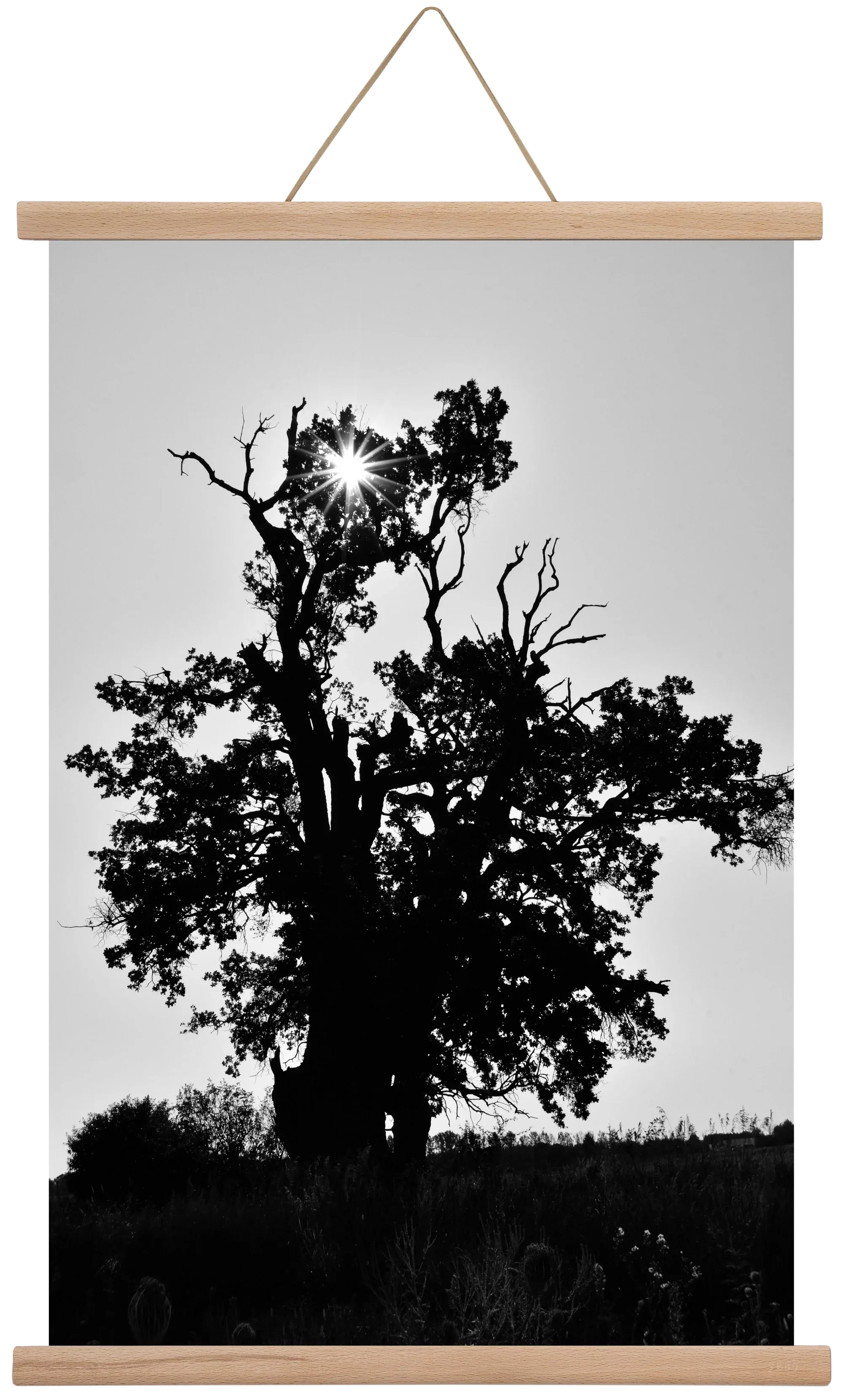 The Oak - artbridge