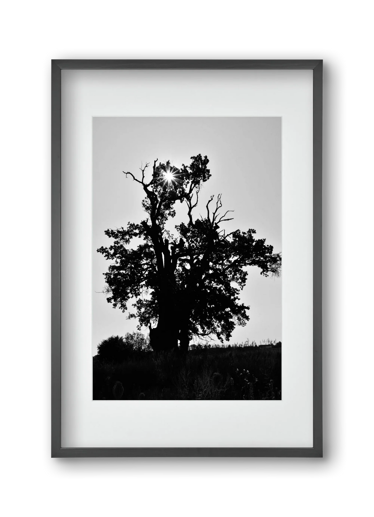 The Oak - artbridge