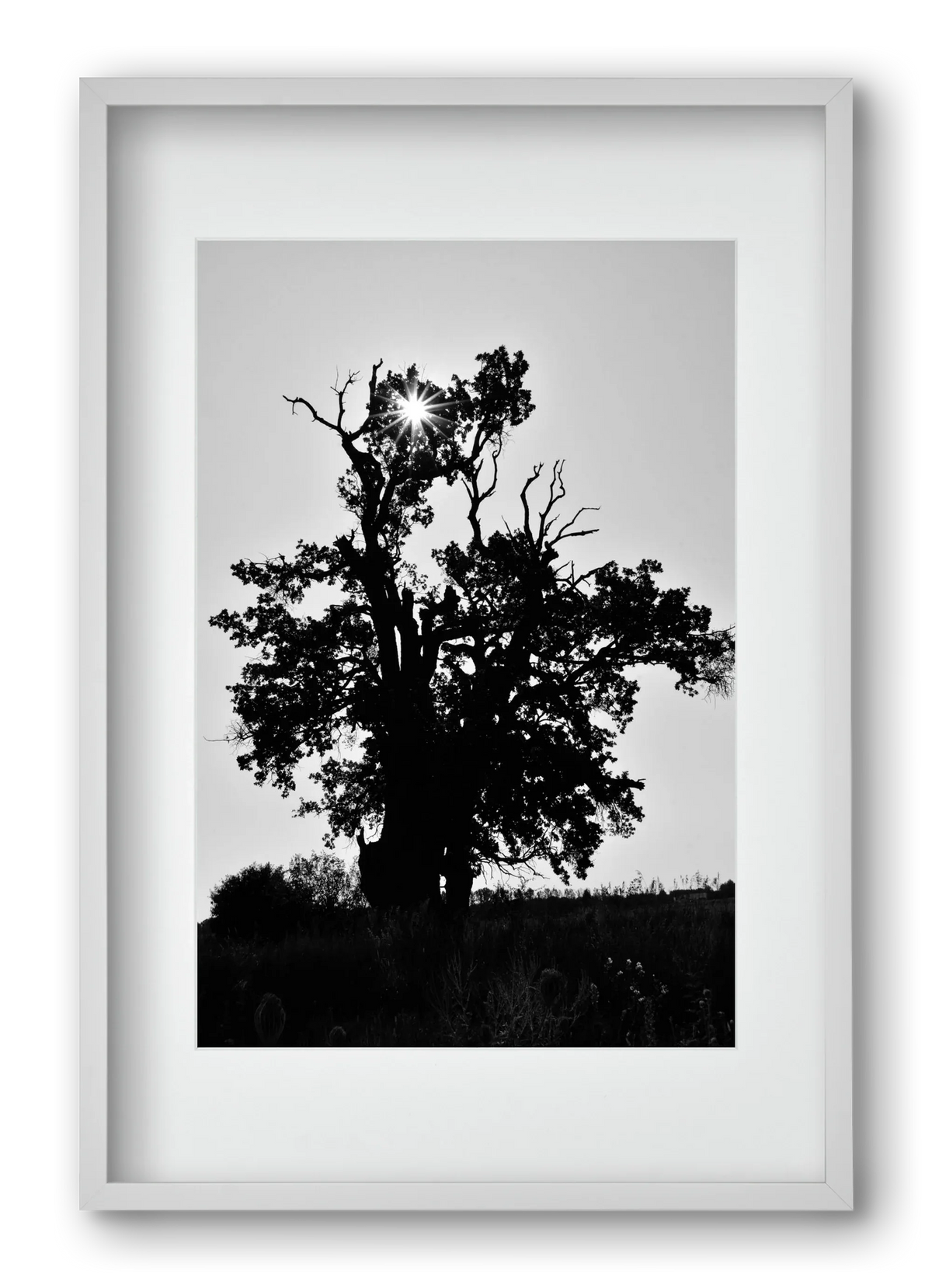 The Oak - artbridge
