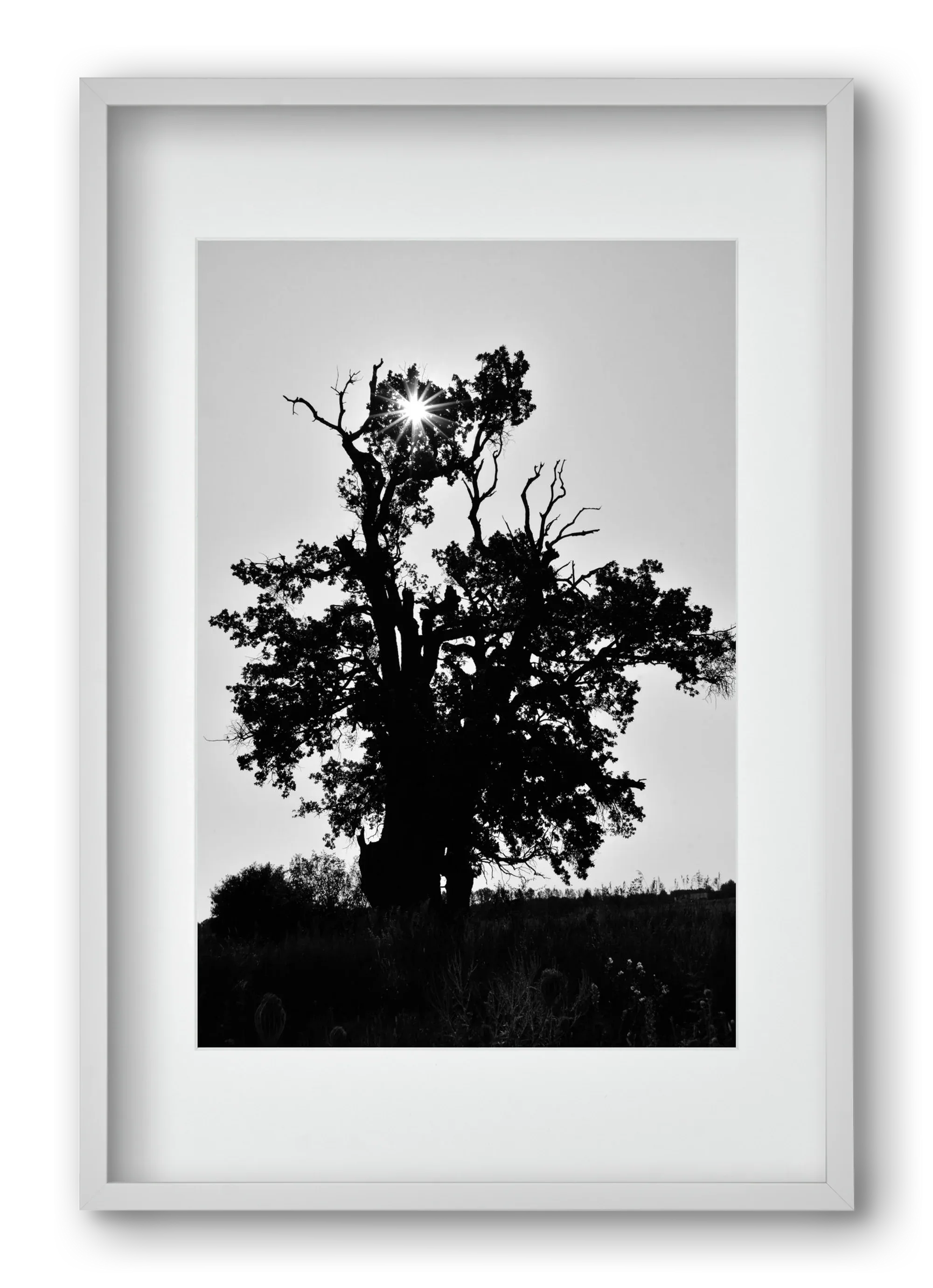 The Oak - artbridge