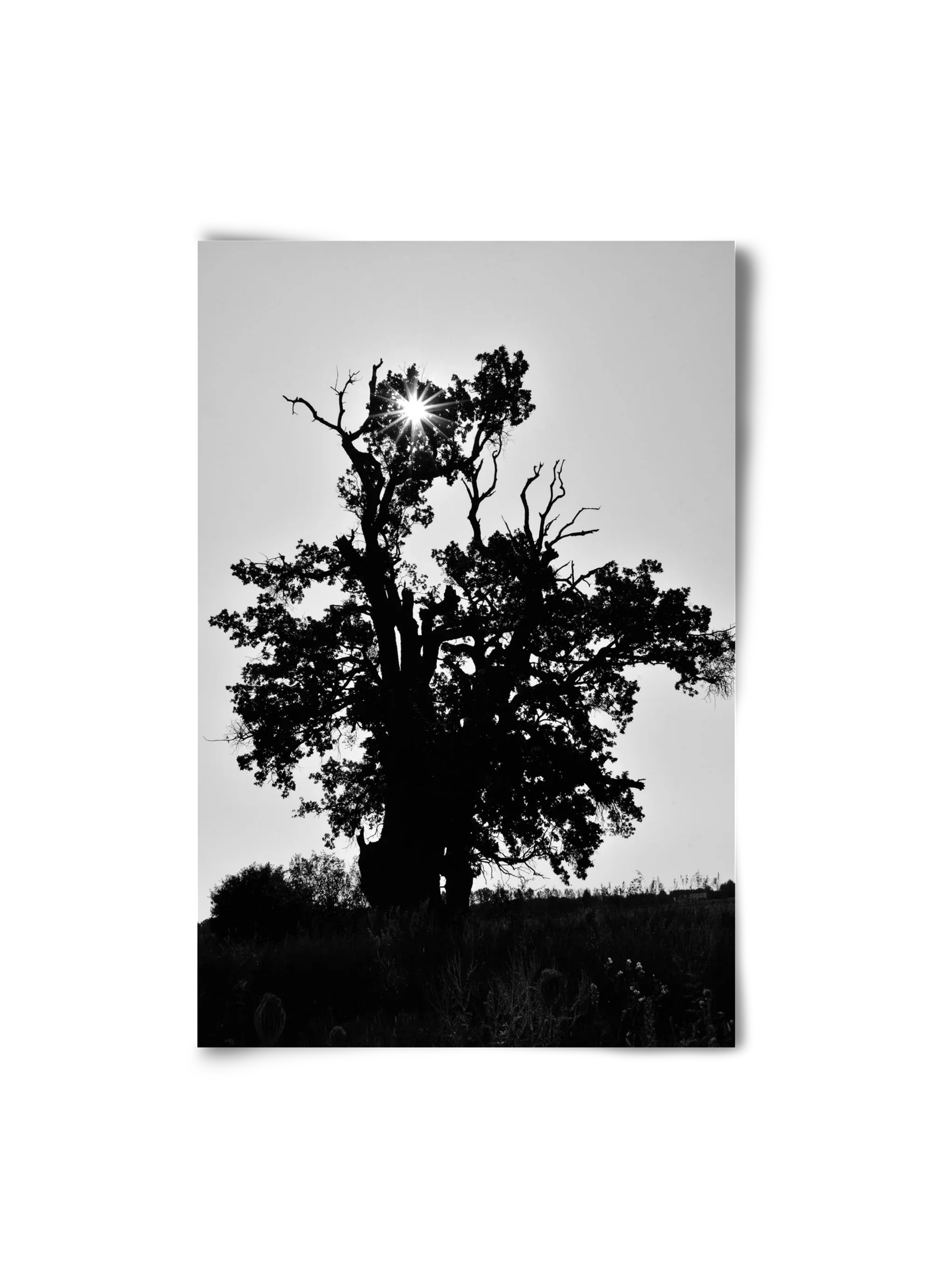 The Oak - artbridge