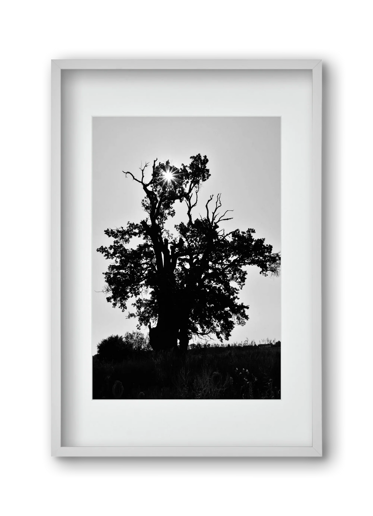 The Oak - artbridge