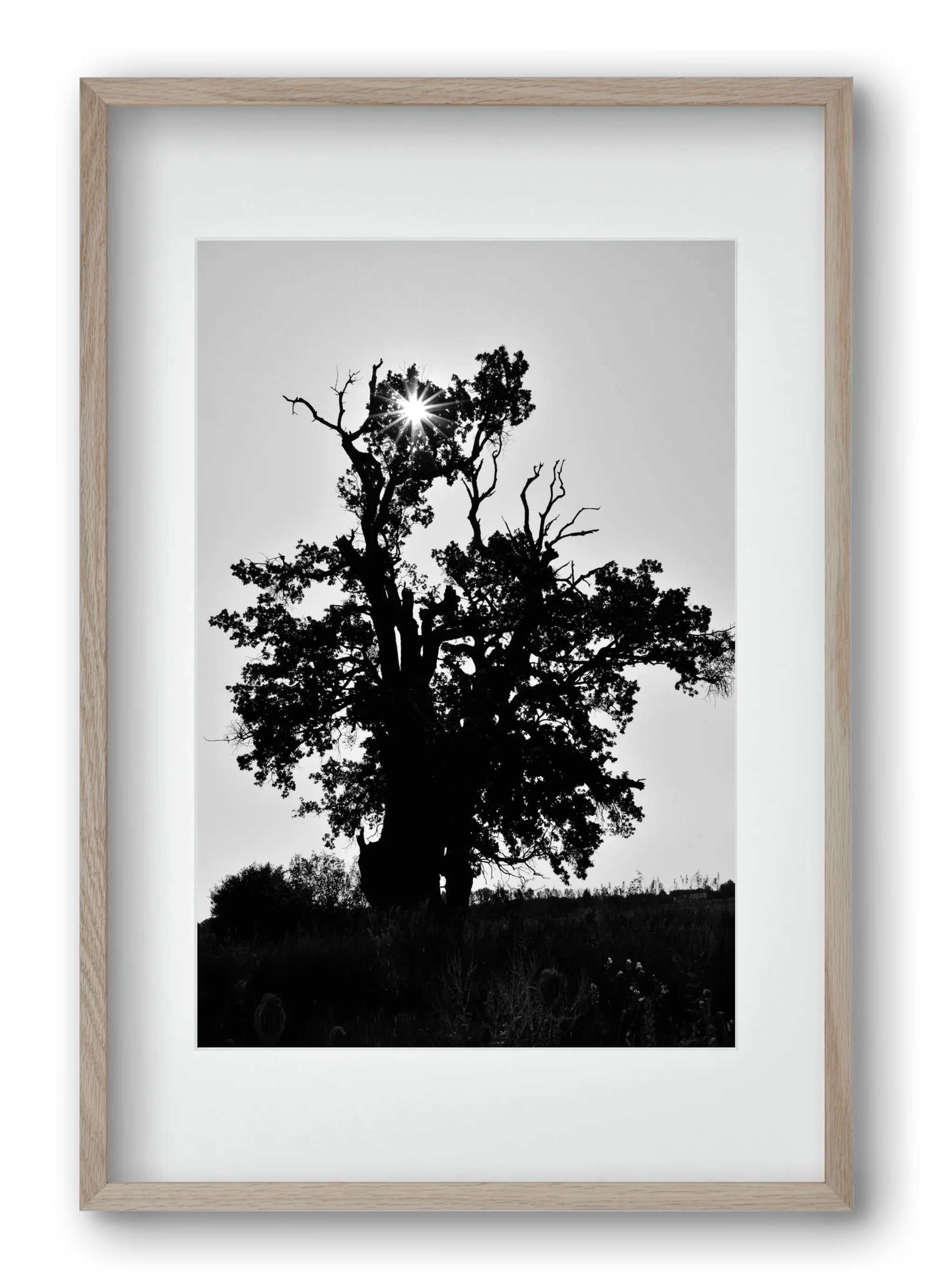 The Oak - artbridge