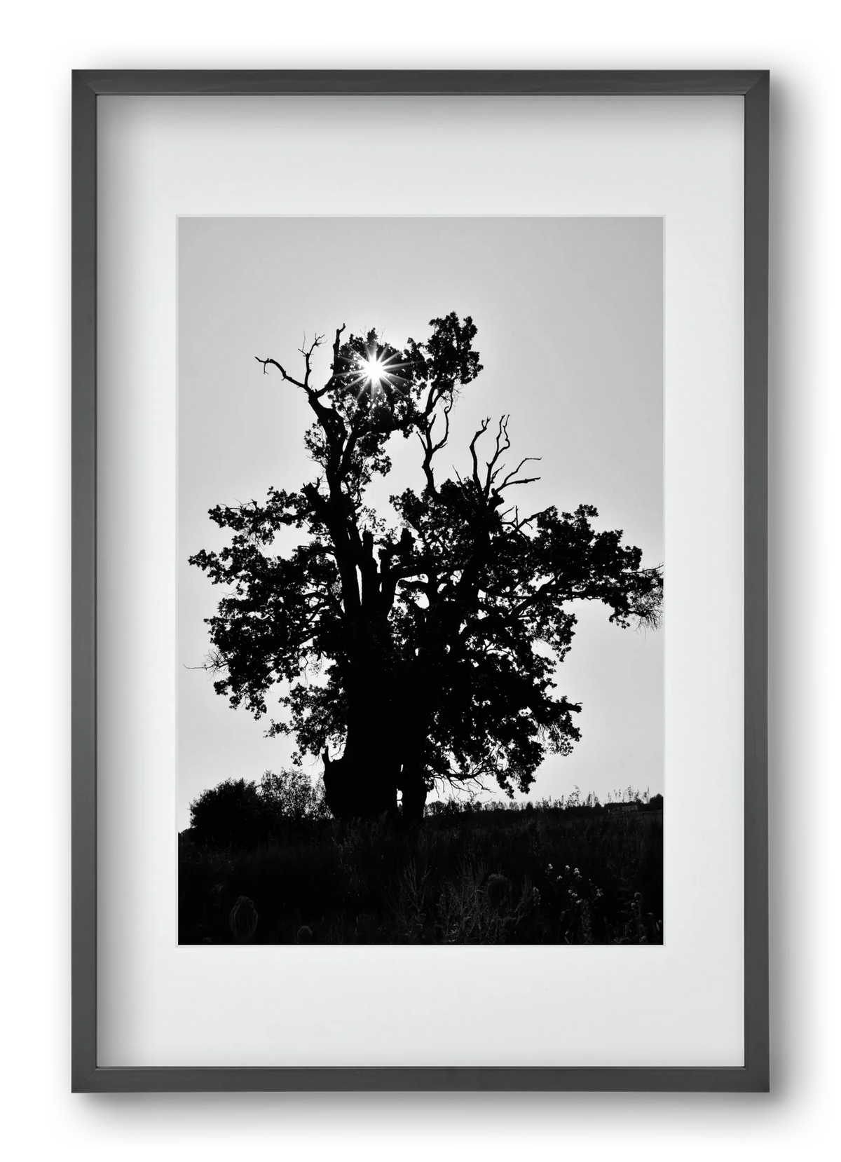 The Oak - artbridge