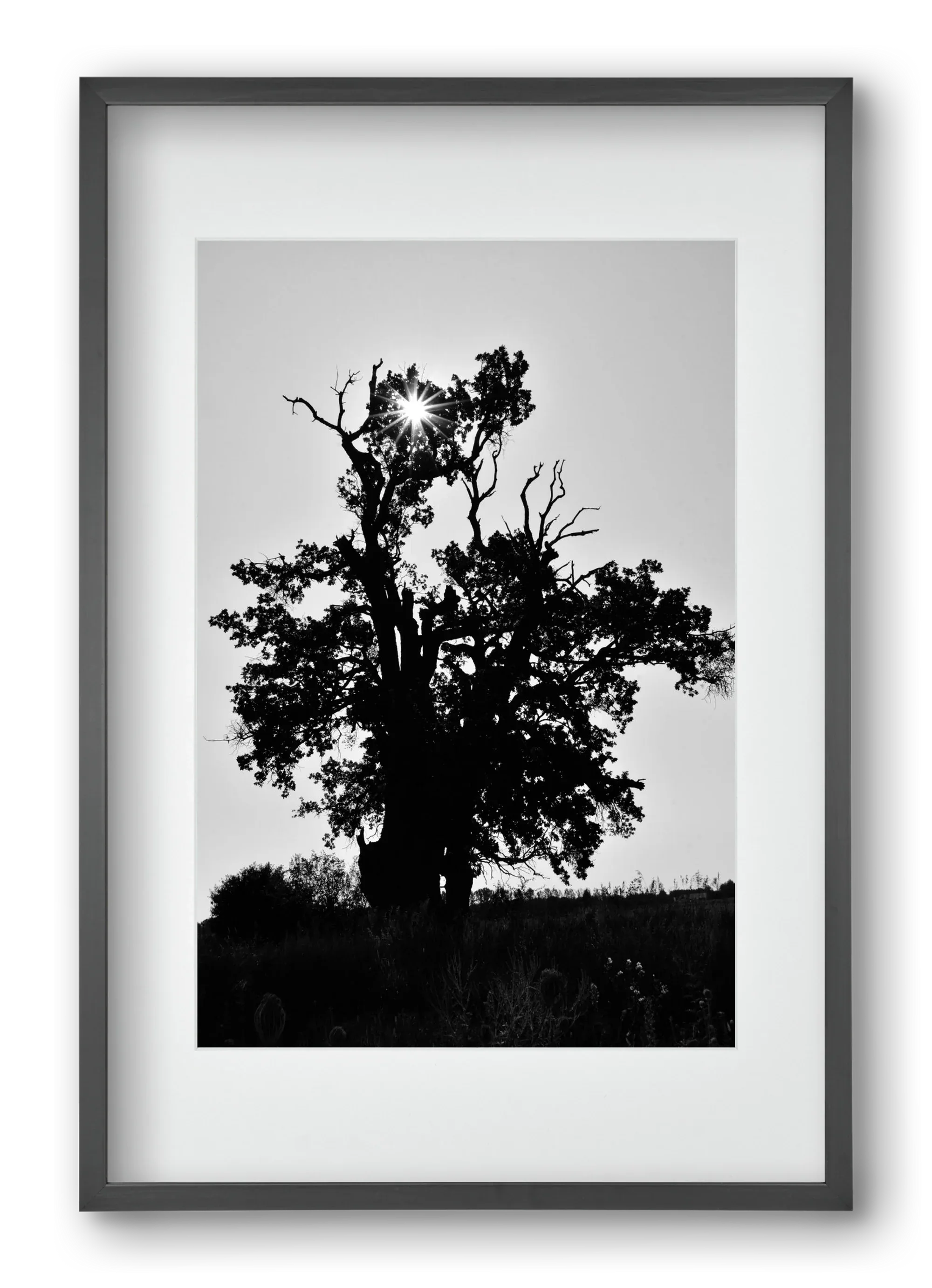The Oak - artbridge