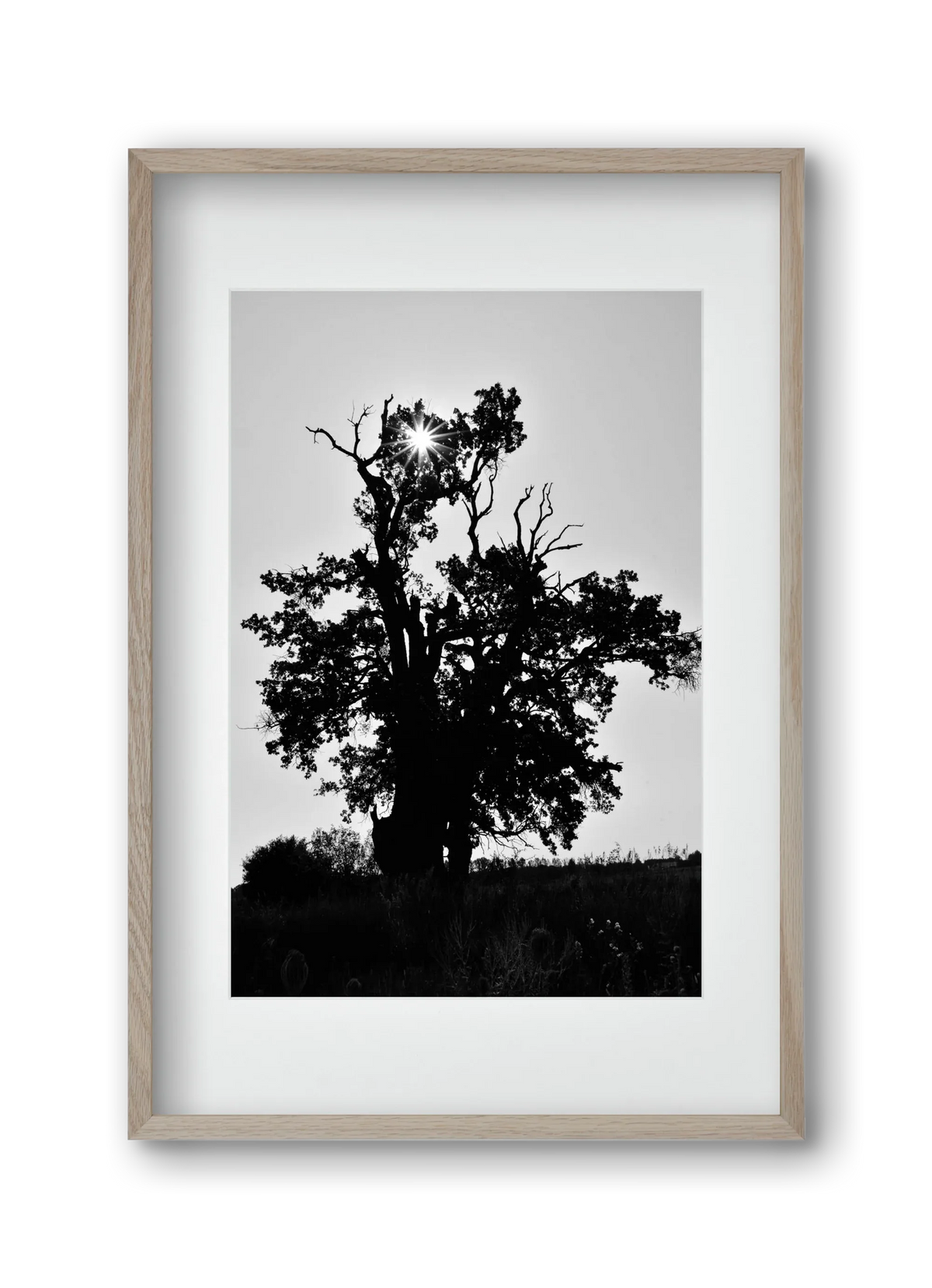 The Oak - artbridge