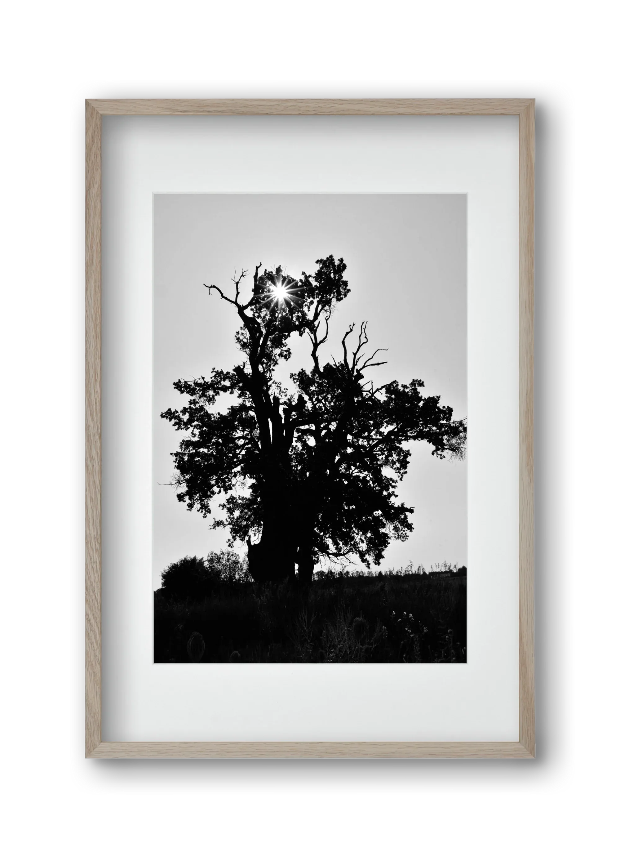 The Oak - artbridge