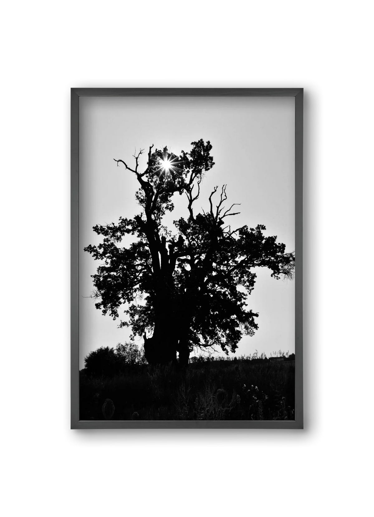The Oak - artbridge