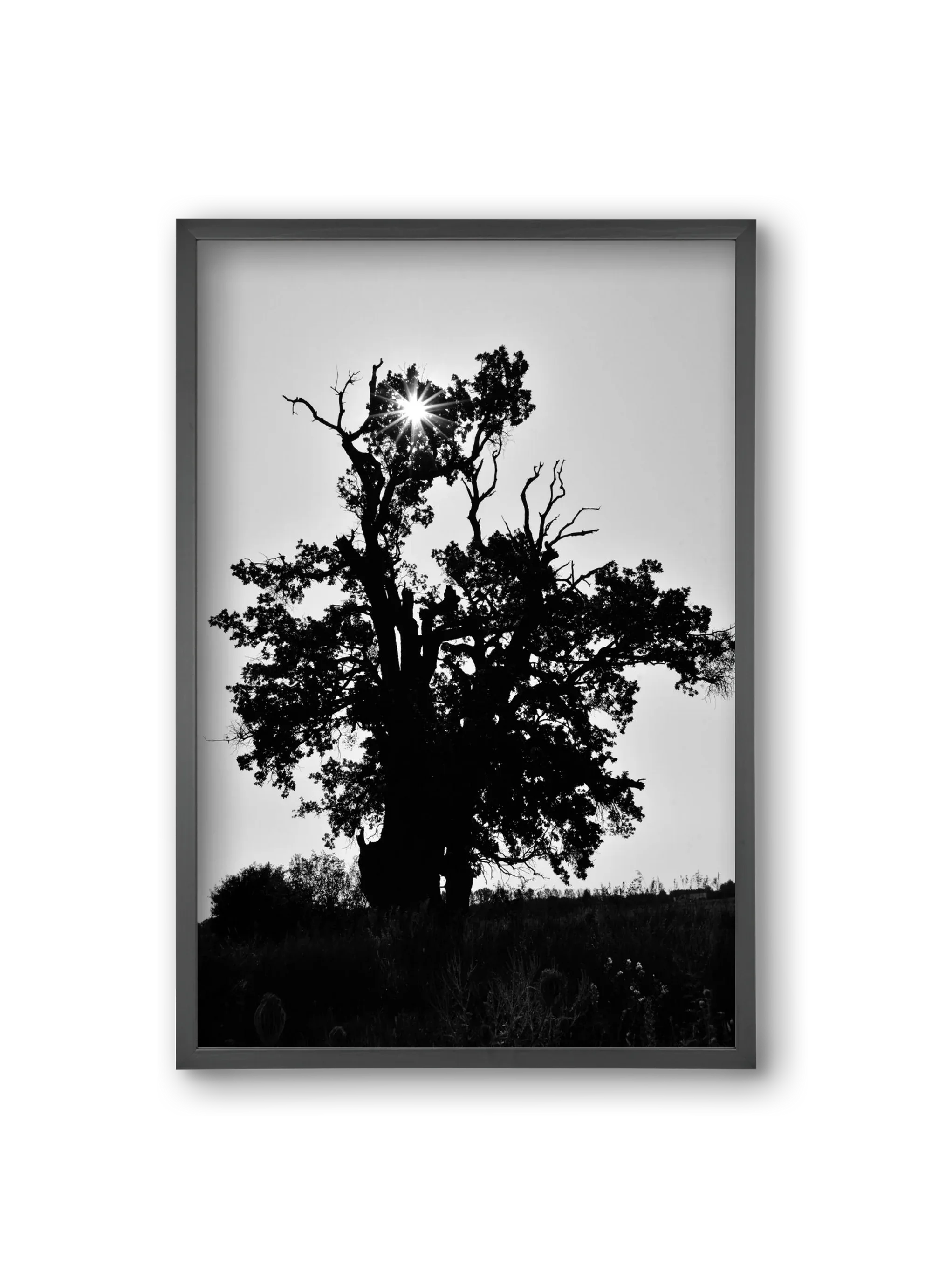 The Oak - artbridge
