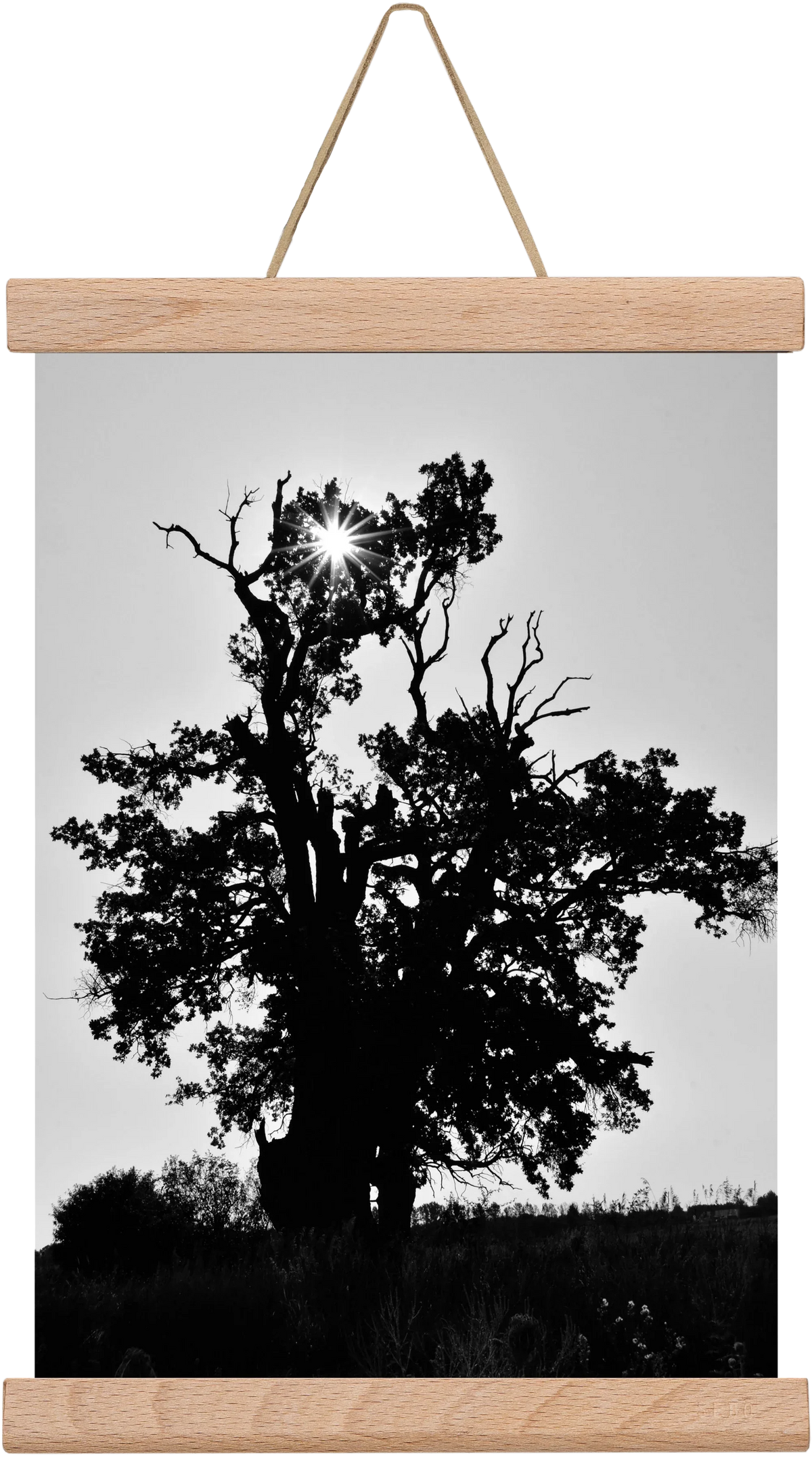 The Oak - artbridge