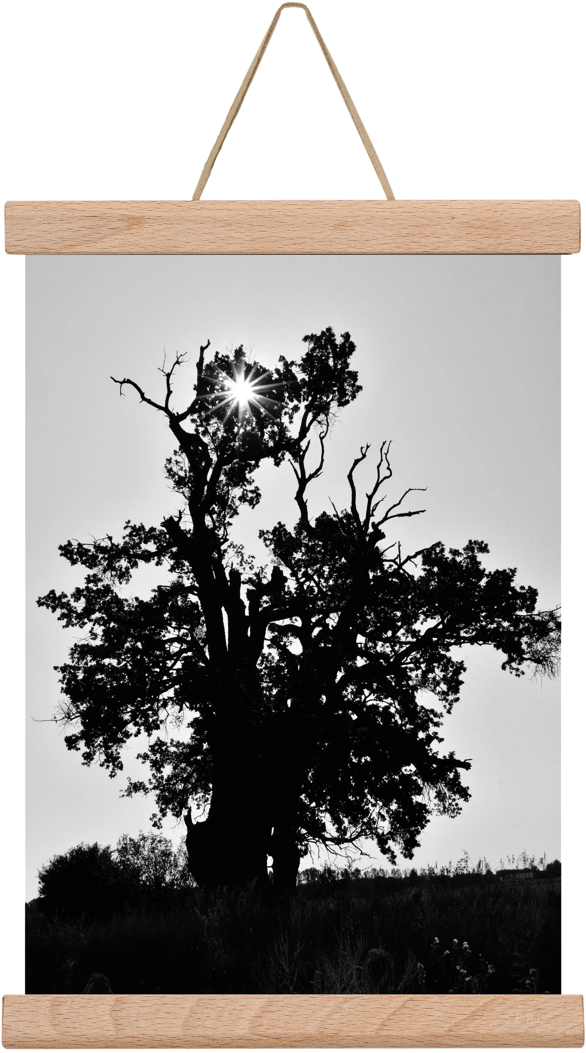 The Oak - artbridge