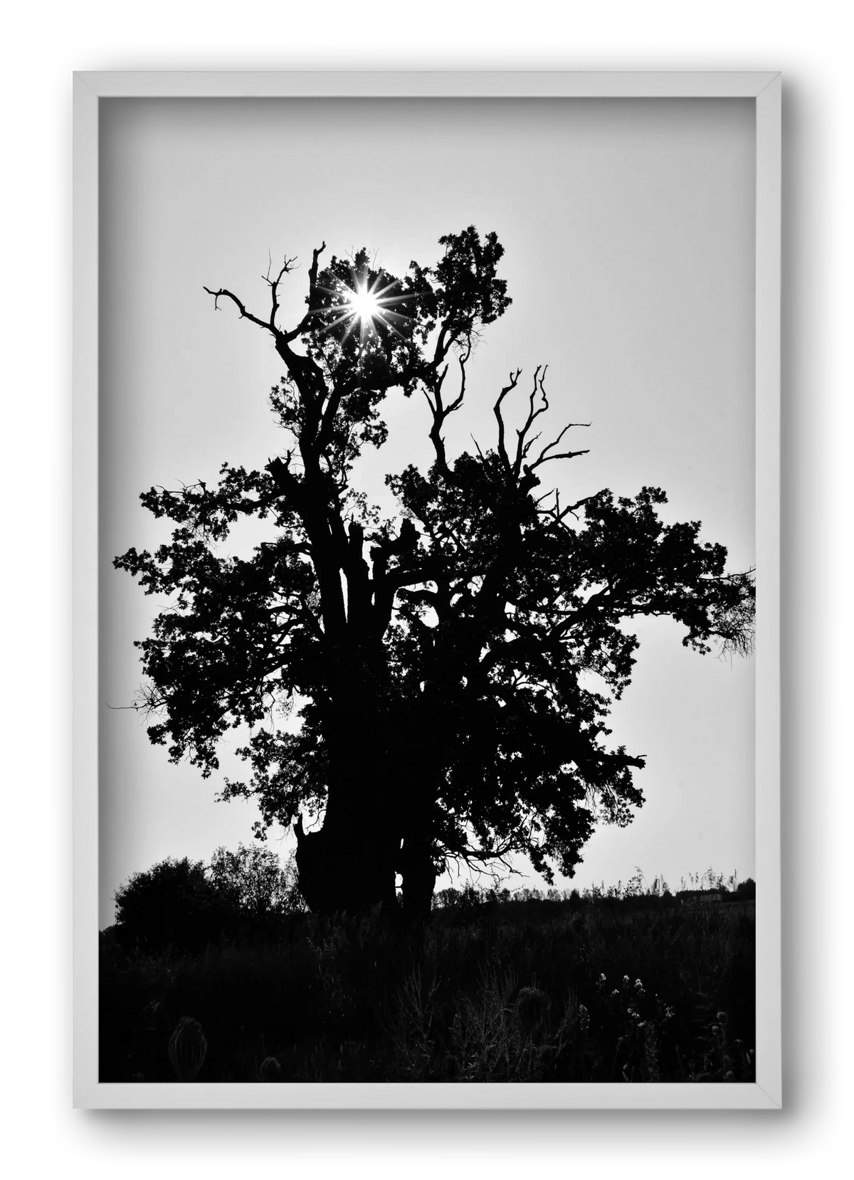 The Oak - artbridge