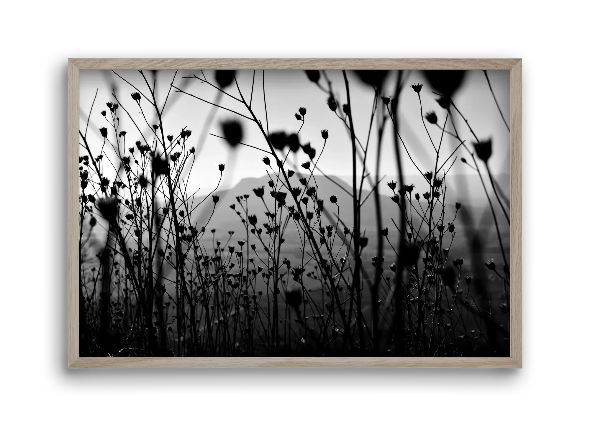 Csobanc - artbridge