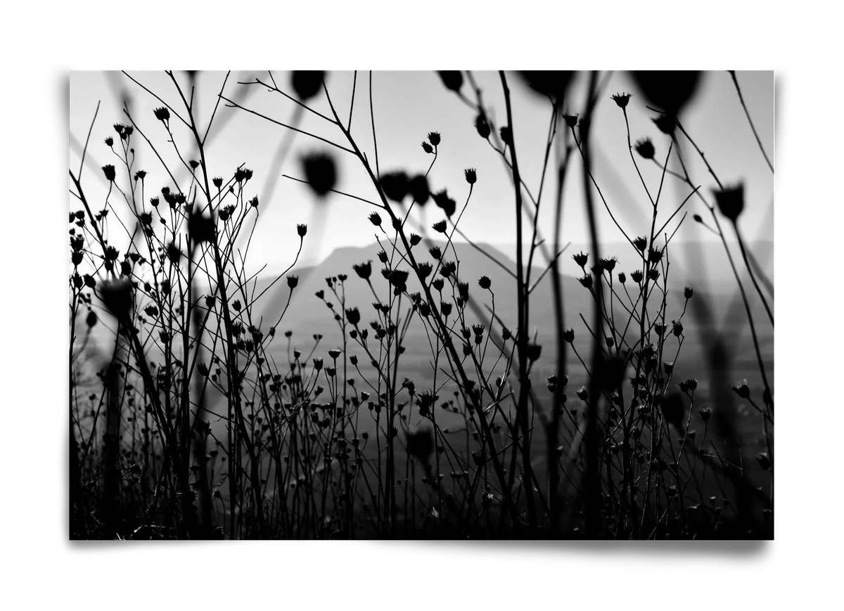 Csobanc - artbridge