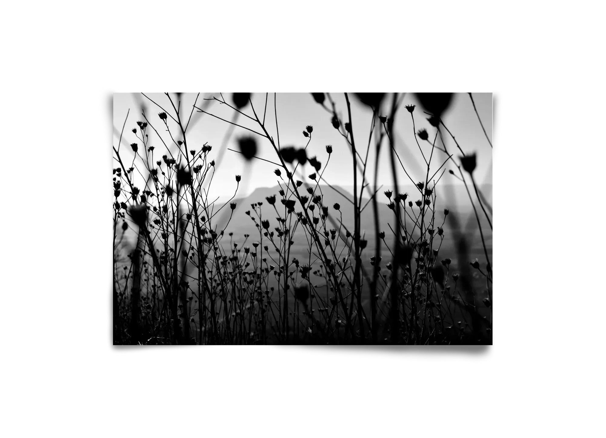 Csobanc - artbridge