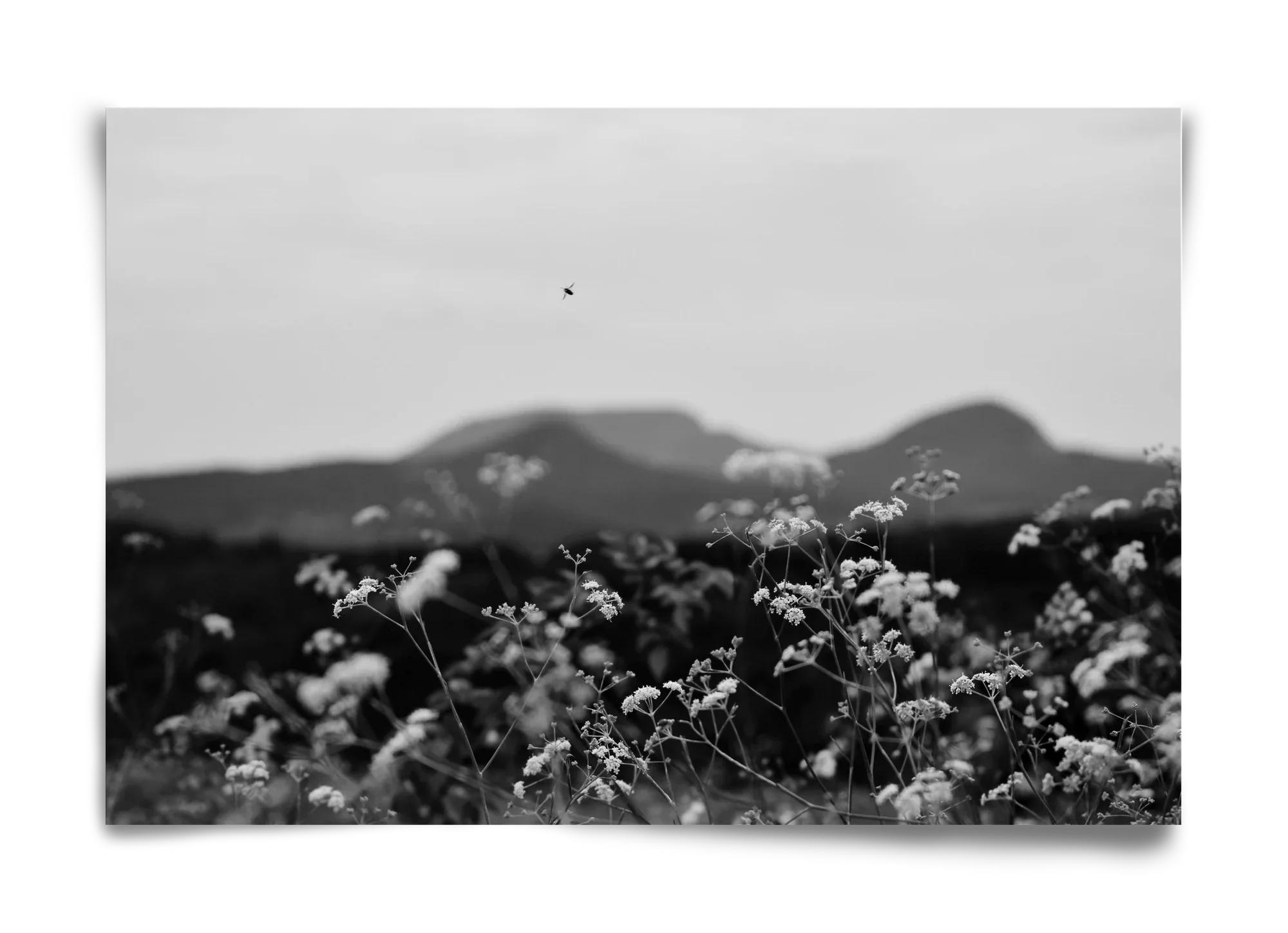Low Giants - artbridge