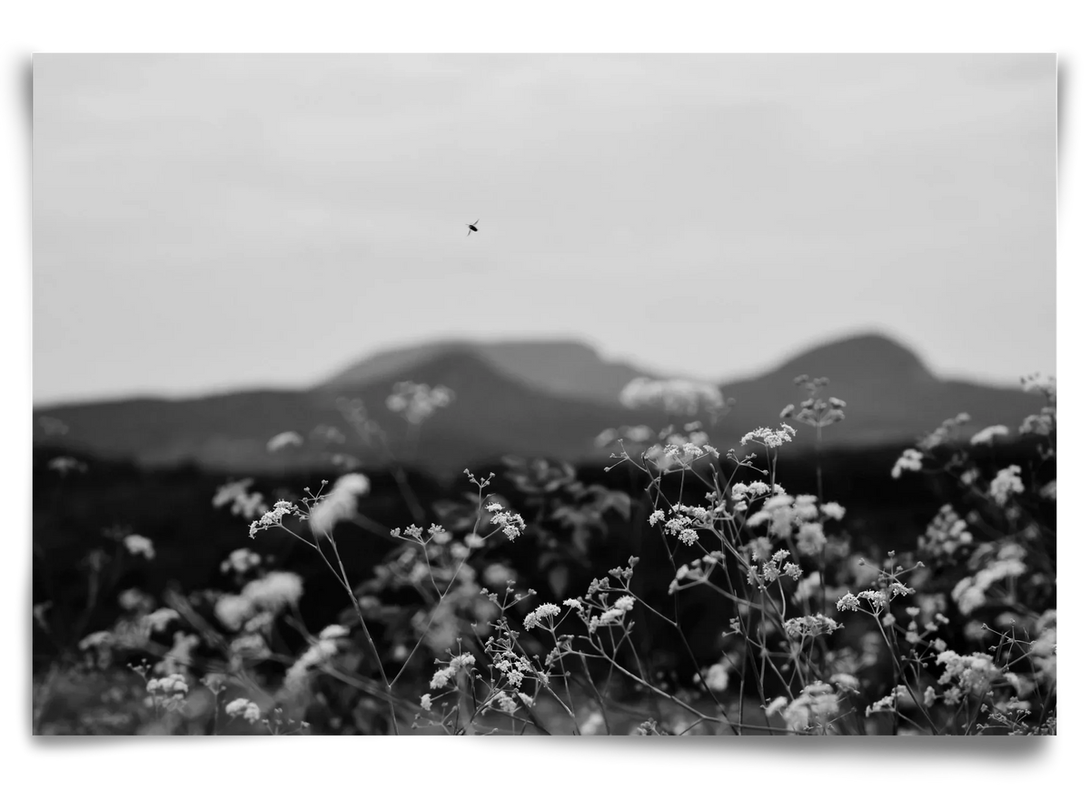 Low Giants - artbridge