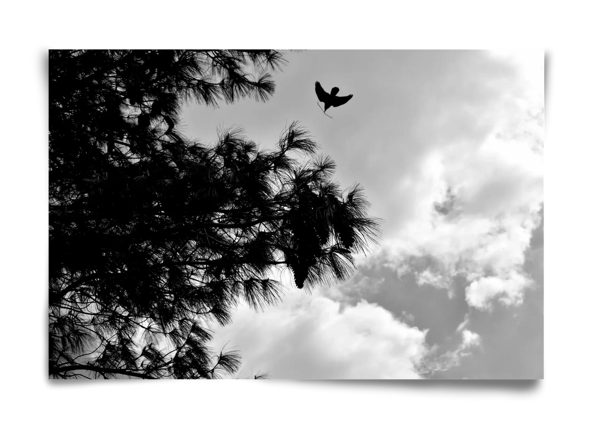CARE - artbridge