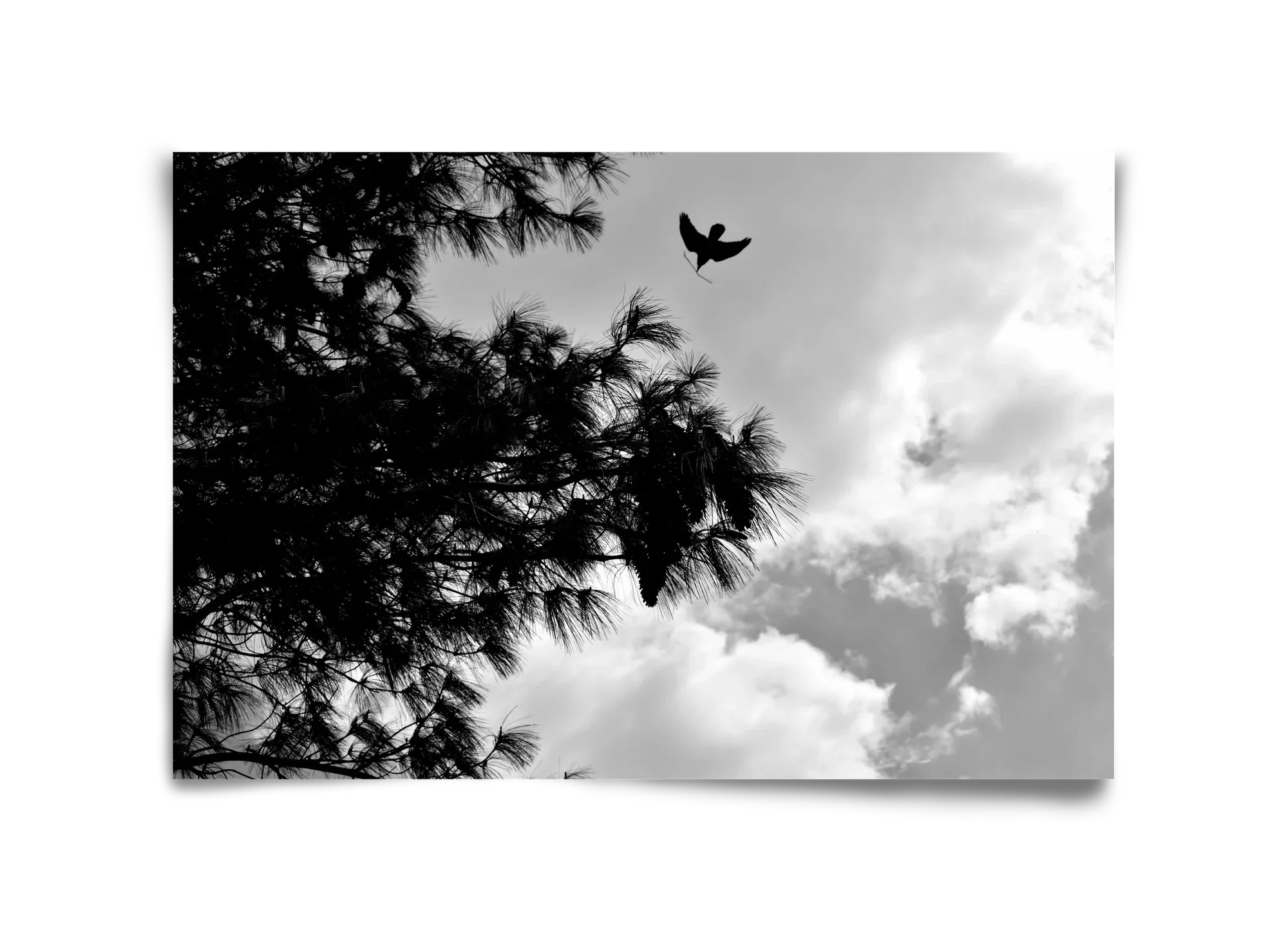 CARE - artbridge