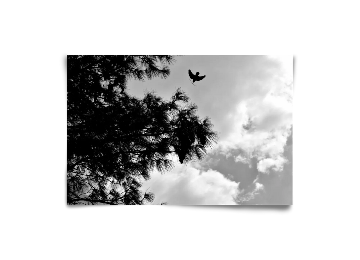 CARE - artbridge