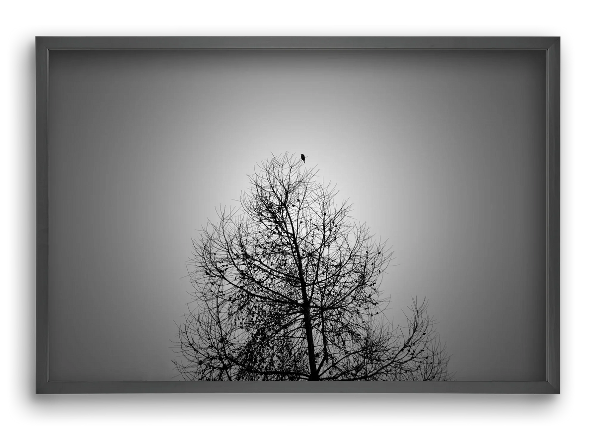 Aurora - artbridge
