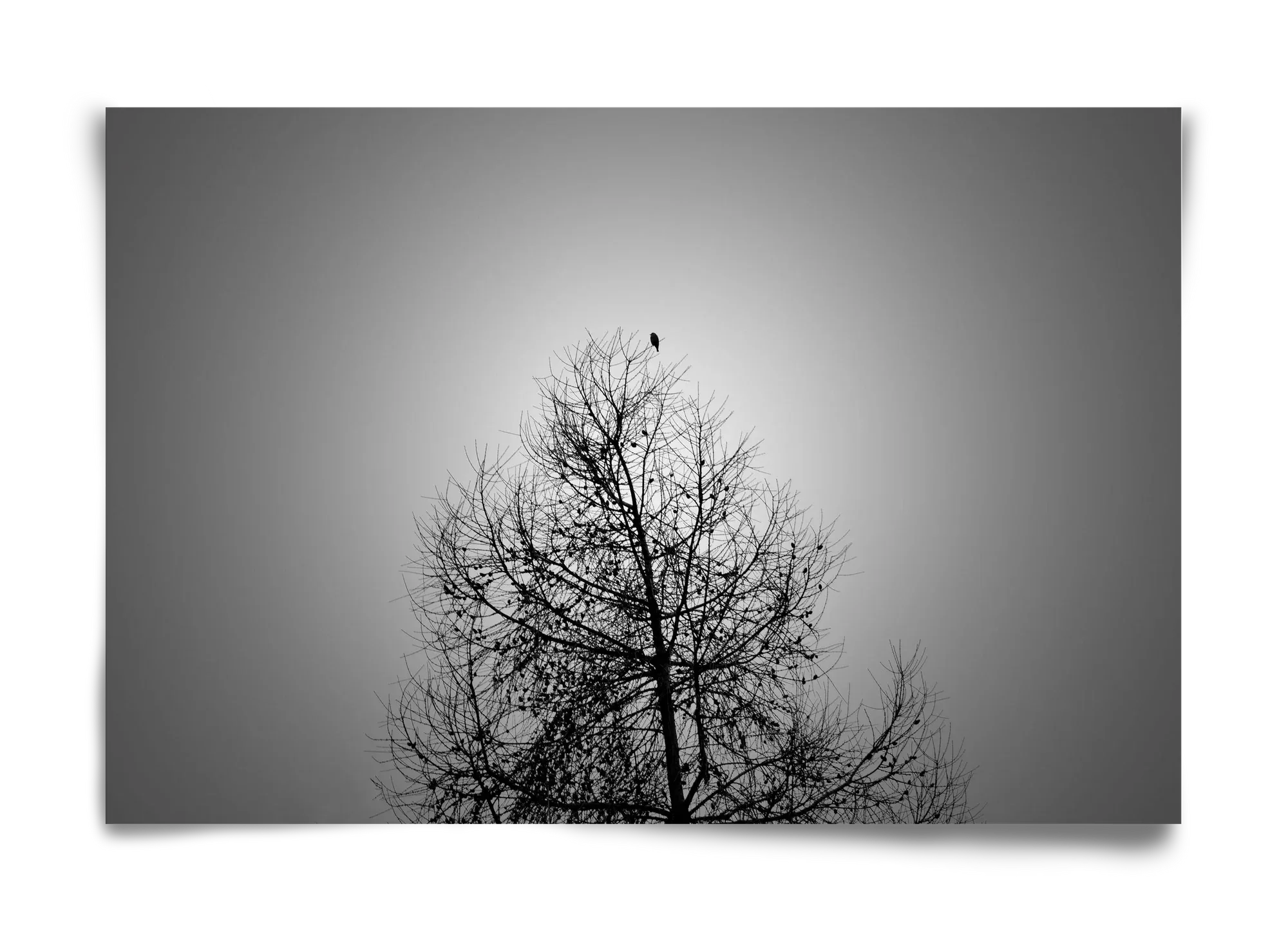Aurora - artbridge