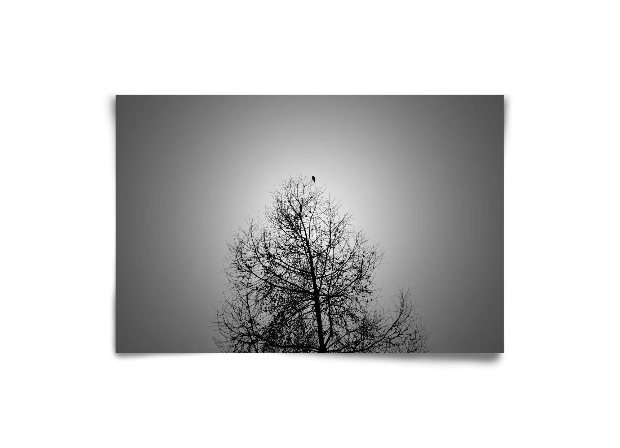 Aurora - artbridge