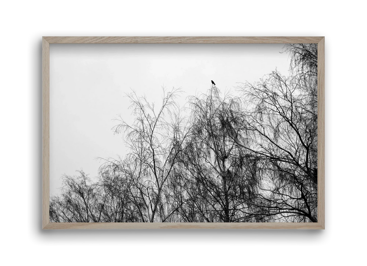 Poeta - artbridge
