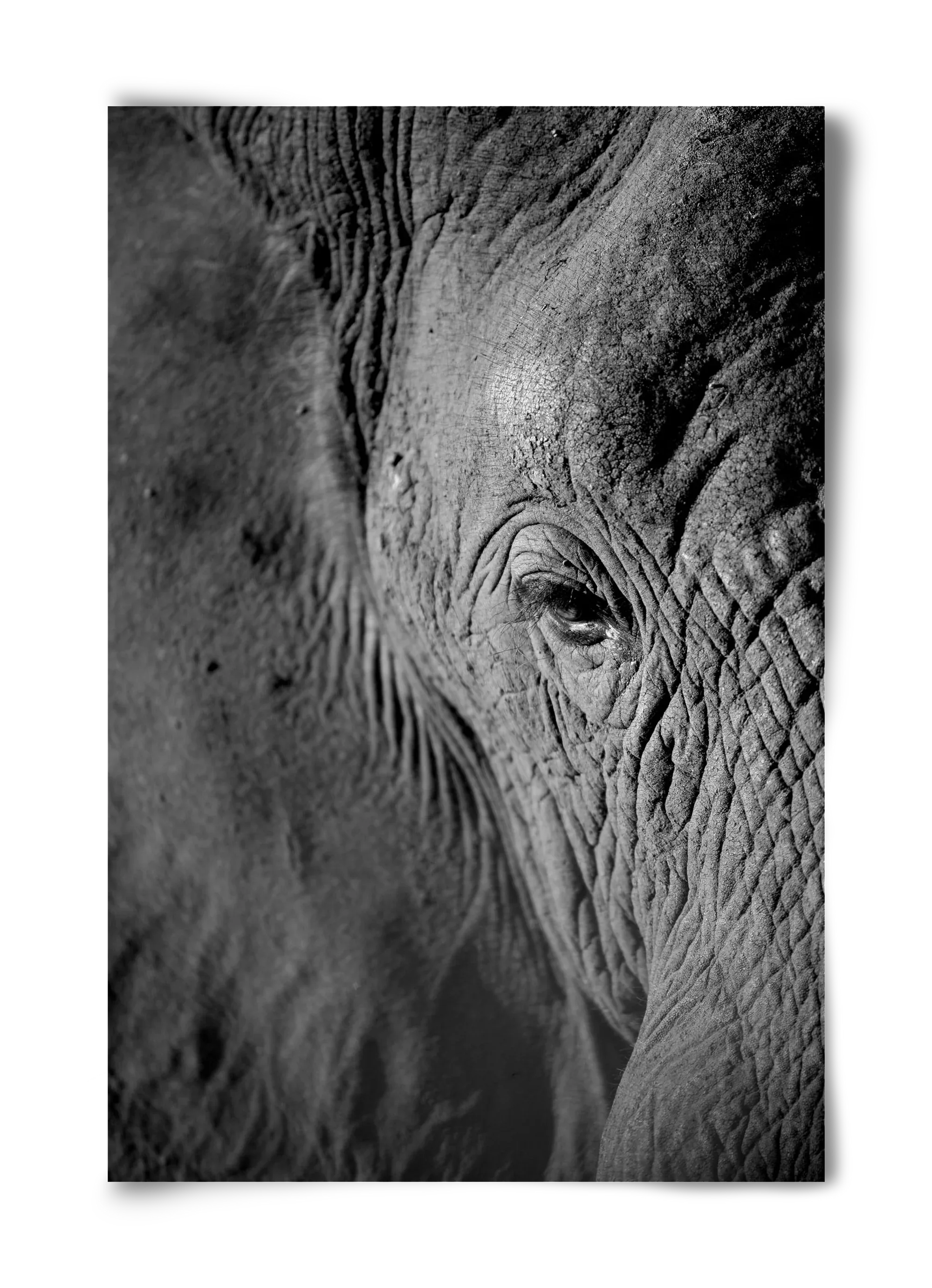 african dream - artbridge