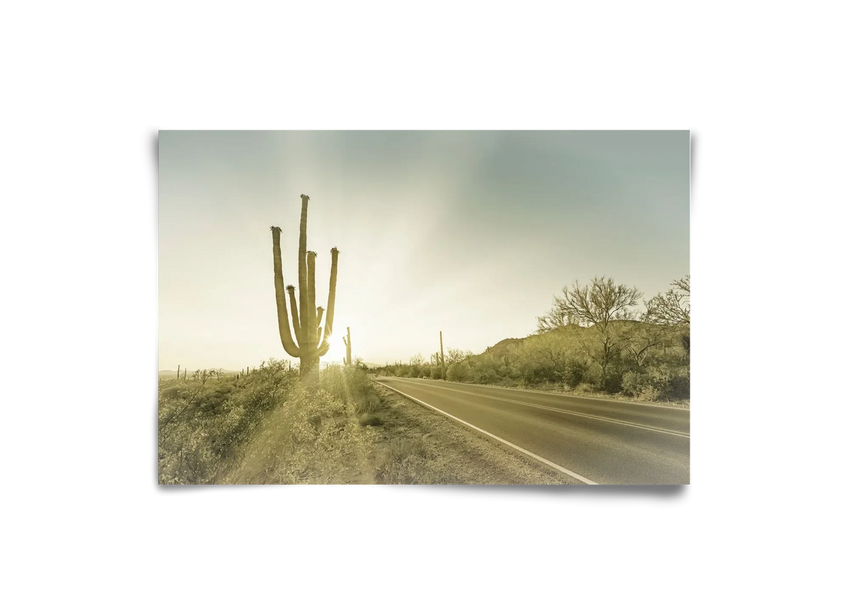 SAGUARO NATIONAL PARK Setting Sun | Vintage - artbridge