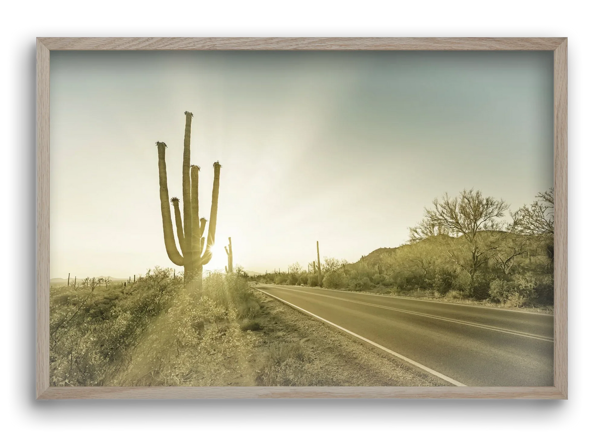 SAGUARO NATIONAL PARK Setting Sun | Vintage - artbridge