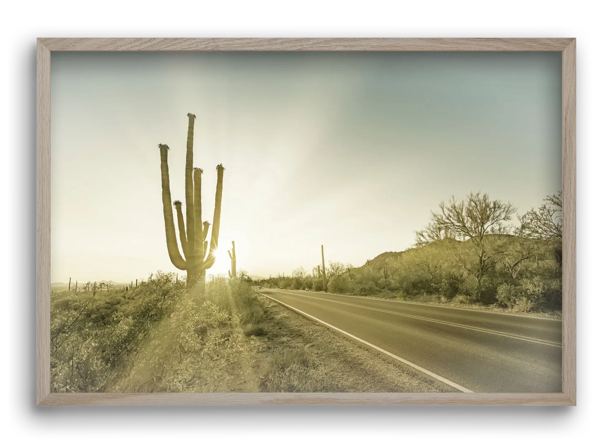 SAGUARO NATIONAL PARK Setting Sun | Vintage - artbridge