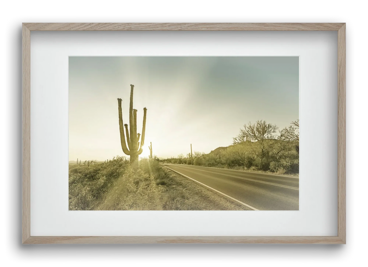 SAGUARO NATIONAL PARK Setting Sun | Vintage - artbridge
