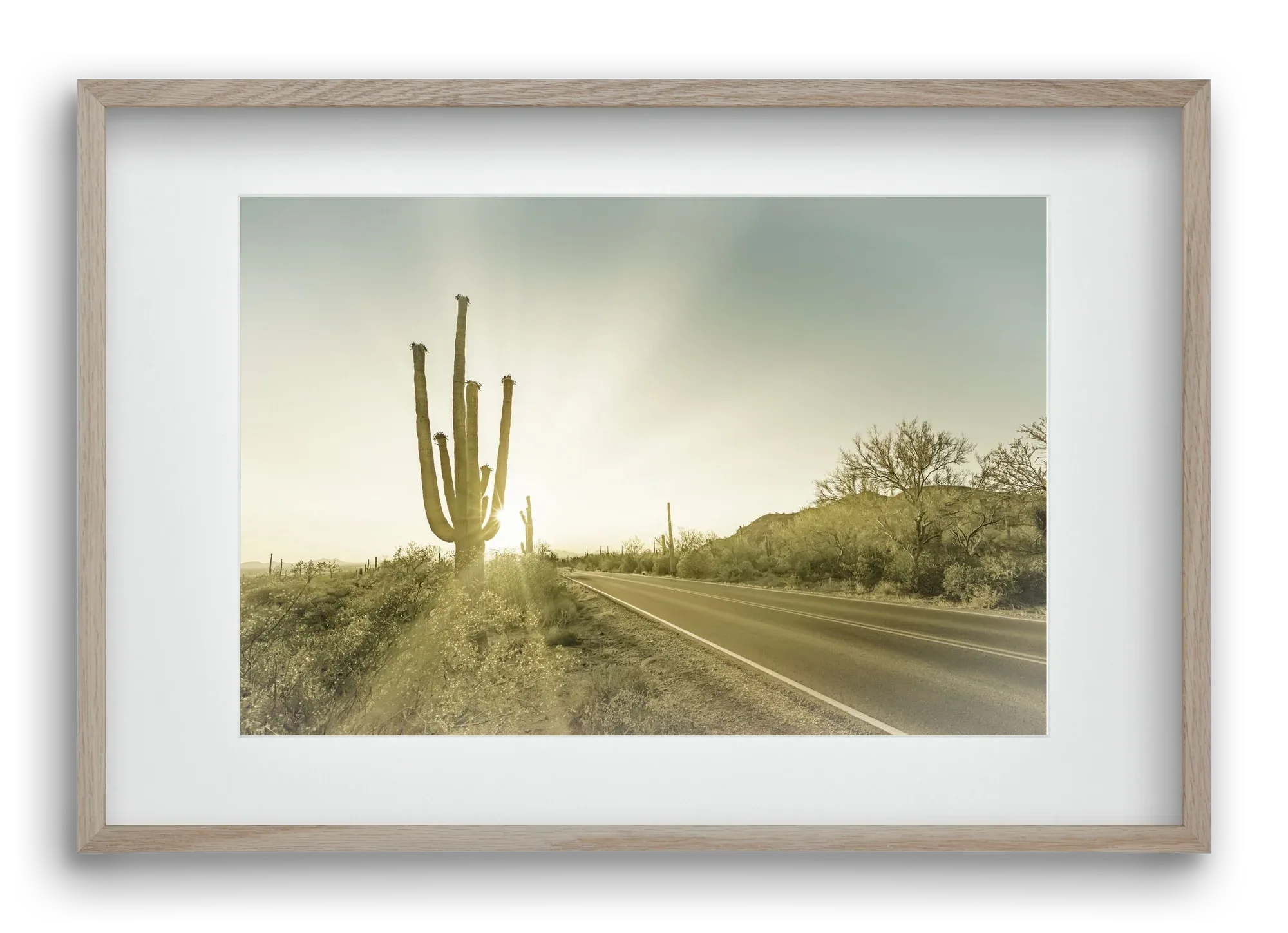 SAGUARO NATIONAL PARK Setting Sun | Vintage - artbridge