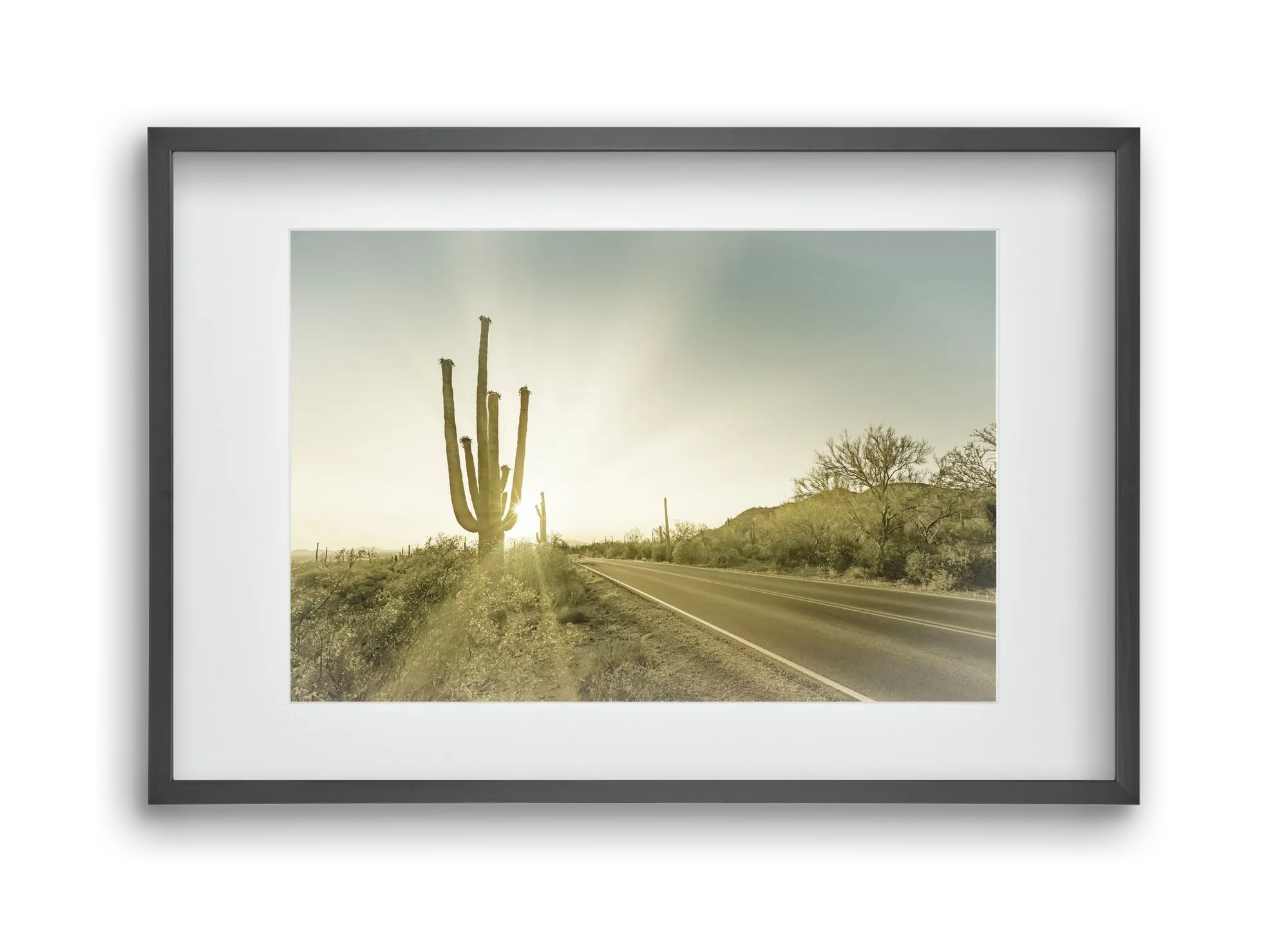 SAGUARO NATIONAL PARK Setting Sun | Vintage - artbridge