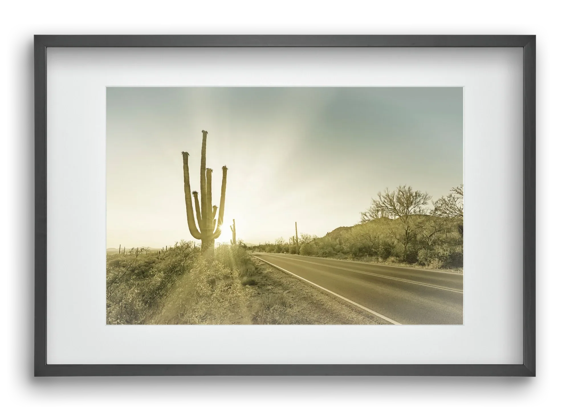 SAGUARO NATIONAL PARK Setting Sun | Vintage - artbridge