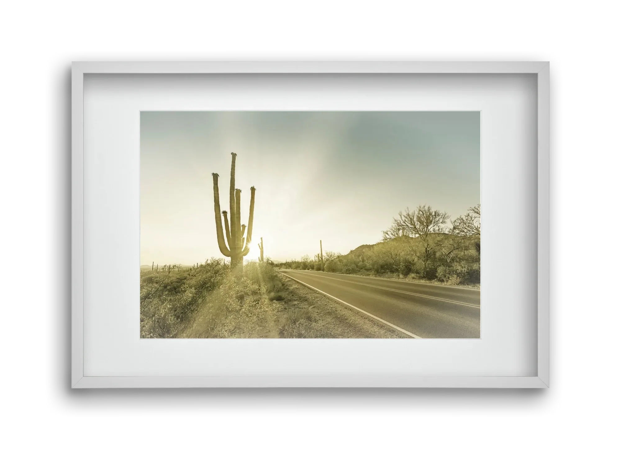 SAGUARO NATIONAL PARK Setting Sun | Vintage - artbridge