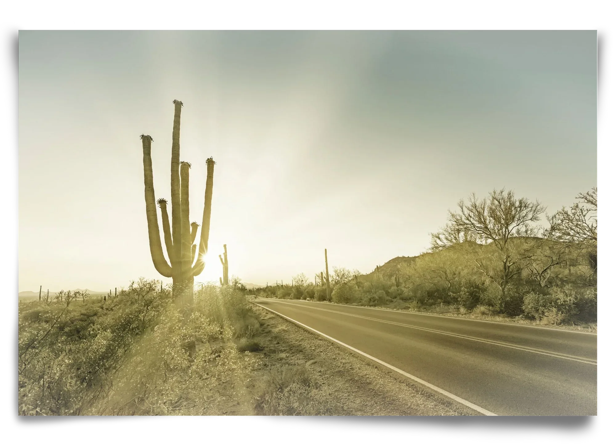 SAGUARO NATIONAL PARK Setting Sun | Vintage - artbridge