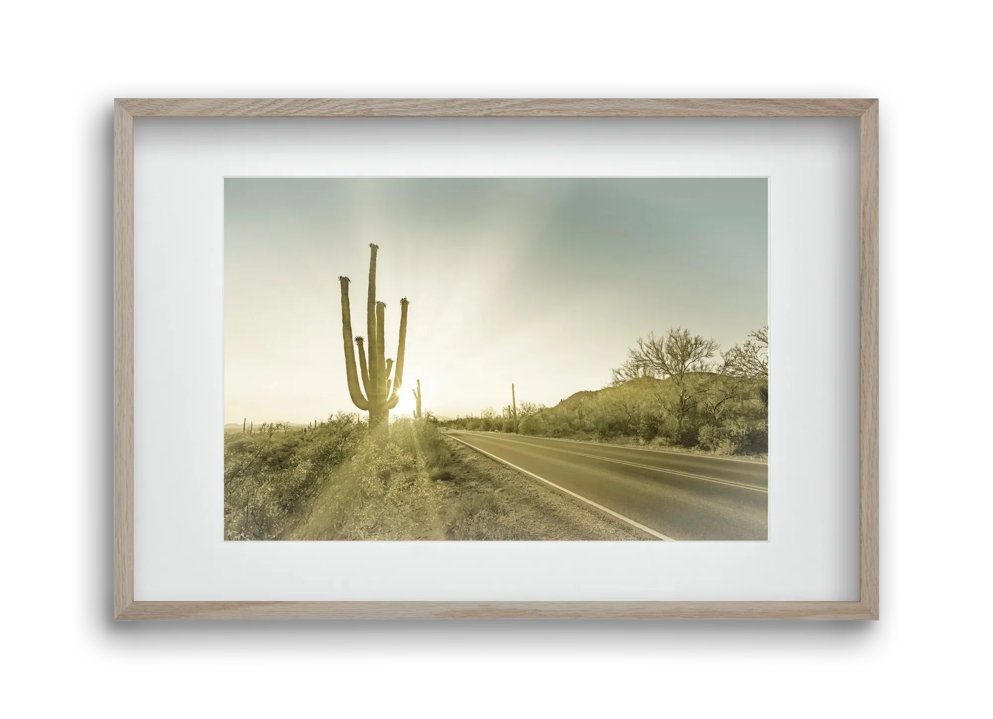 SAGUARO NATIONAL PARK Setting Sun | Vintage - artbridge