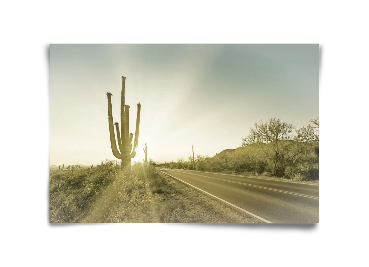 SAGUARO NATIONAL PARK Setting Sun | Vintage - artbridge